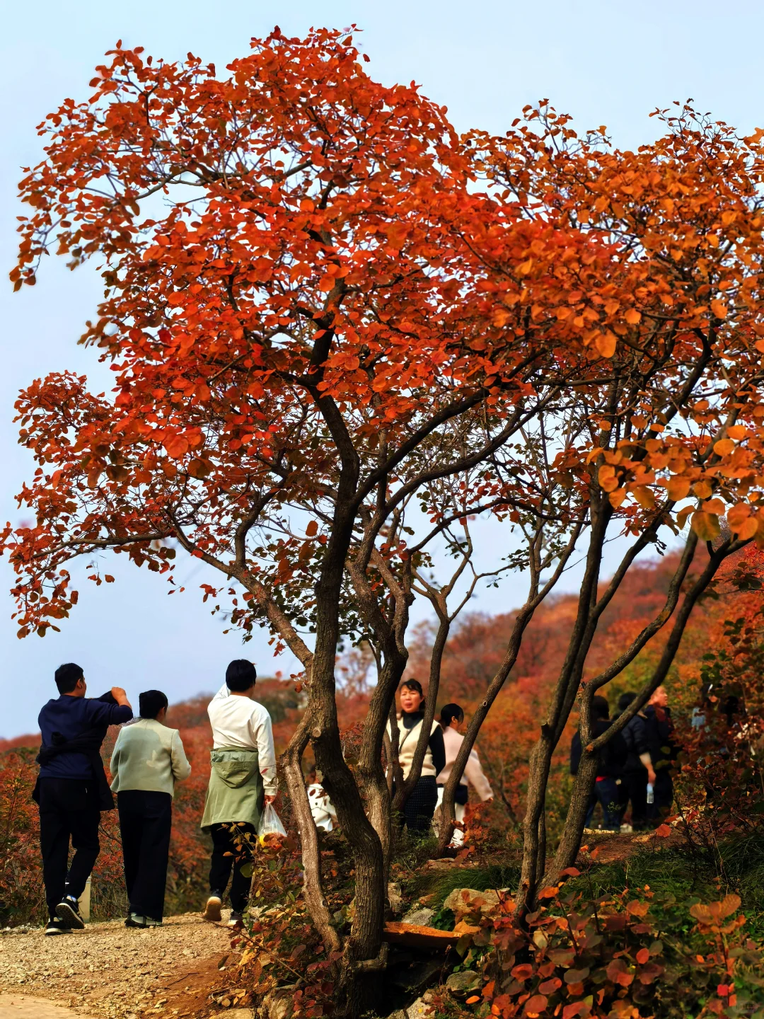 秋日佛照山赏红叶