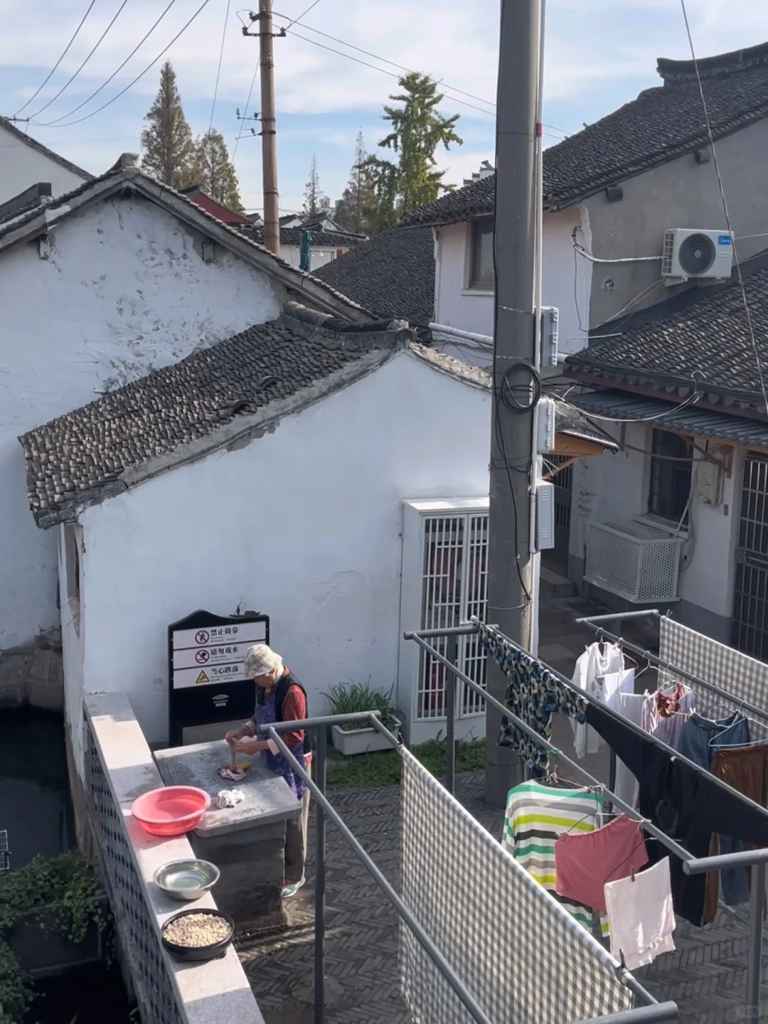 11月3日,在朱家角被桂花香腌入了味!