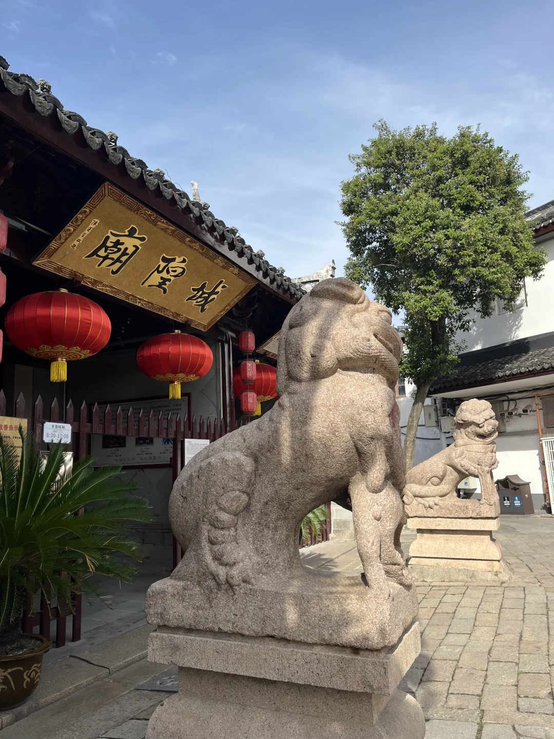 11月3日,在朱家角被桂花香腌入了味!