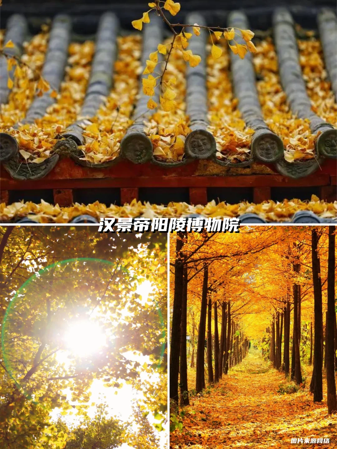 西安银杏天花板!这5️⃣个地方美到封神!