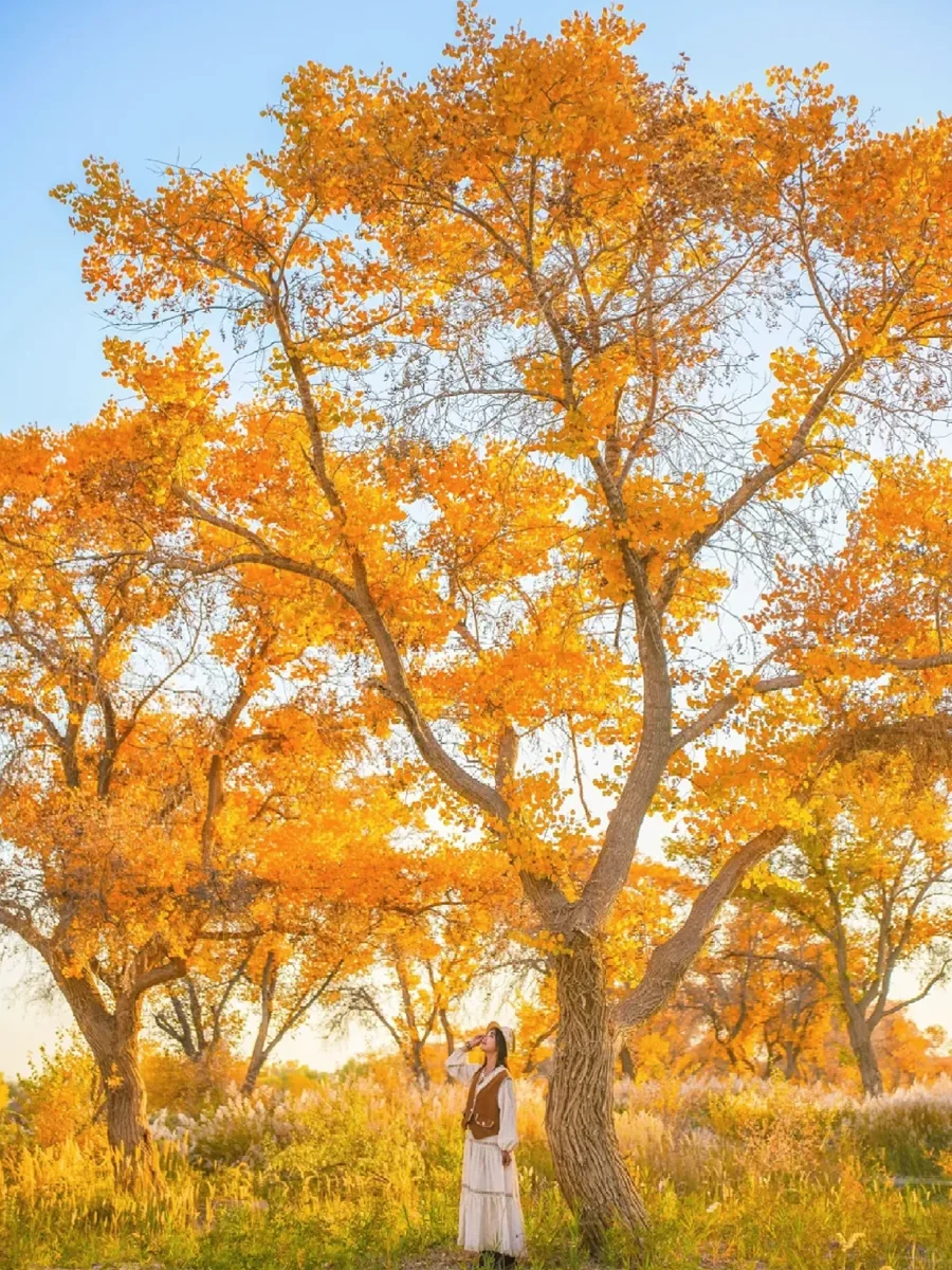 10月来南疆看胡杨林 做好攻略不踩坑🍁