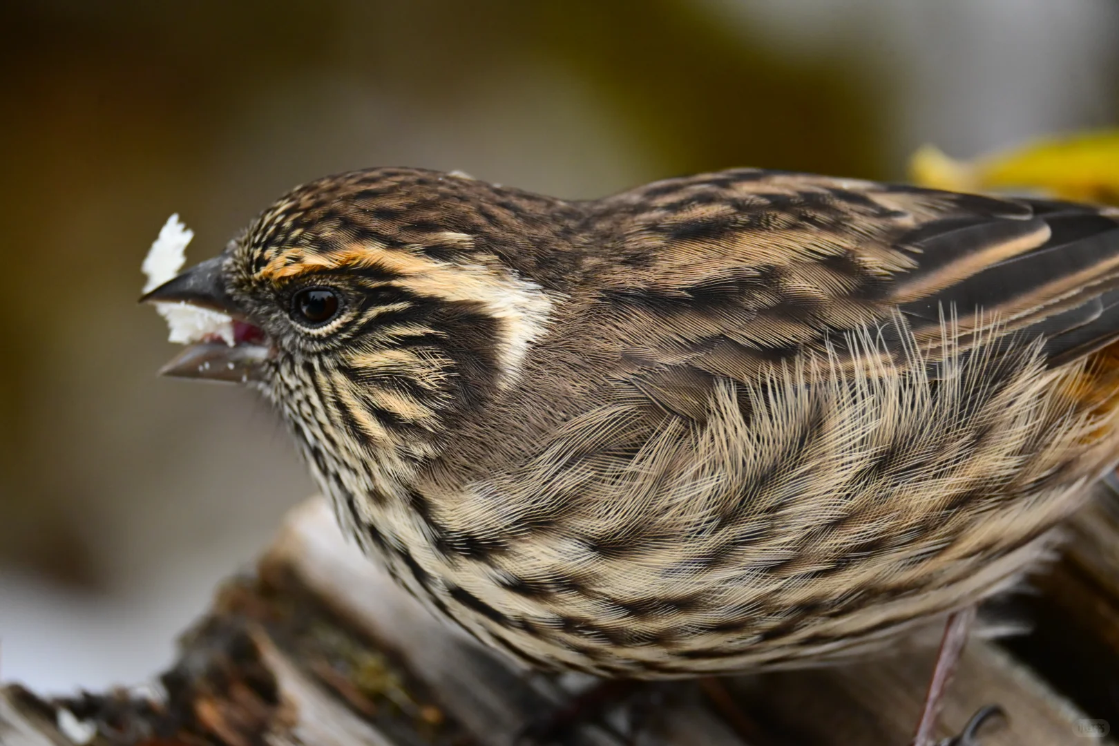 黄龙杜鹃林--也是打上鸟了