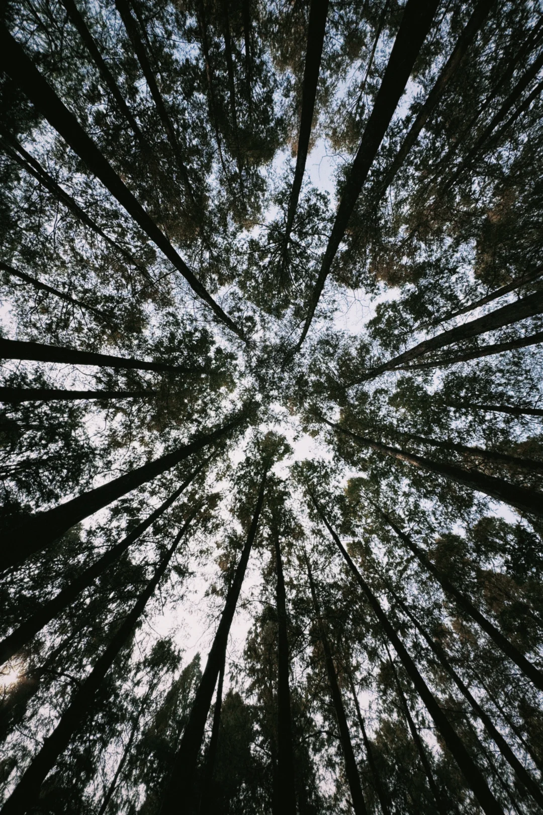 杭州周末景区遛娃｜避开人流赏桂