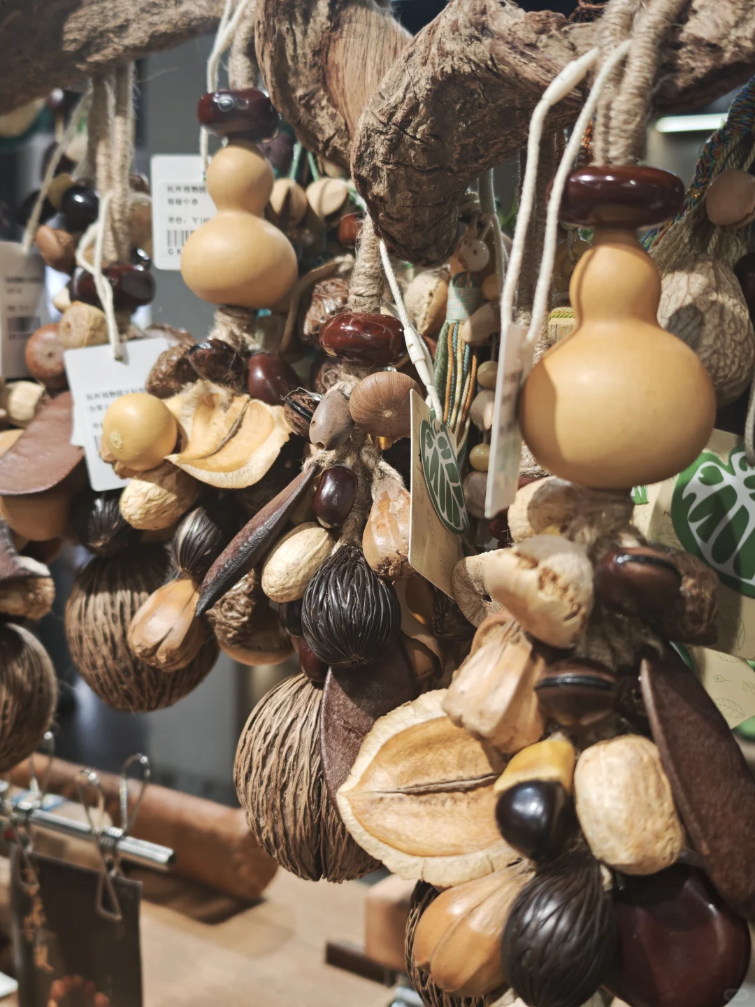 杭州植物园的菊花展,很美,再也不来了