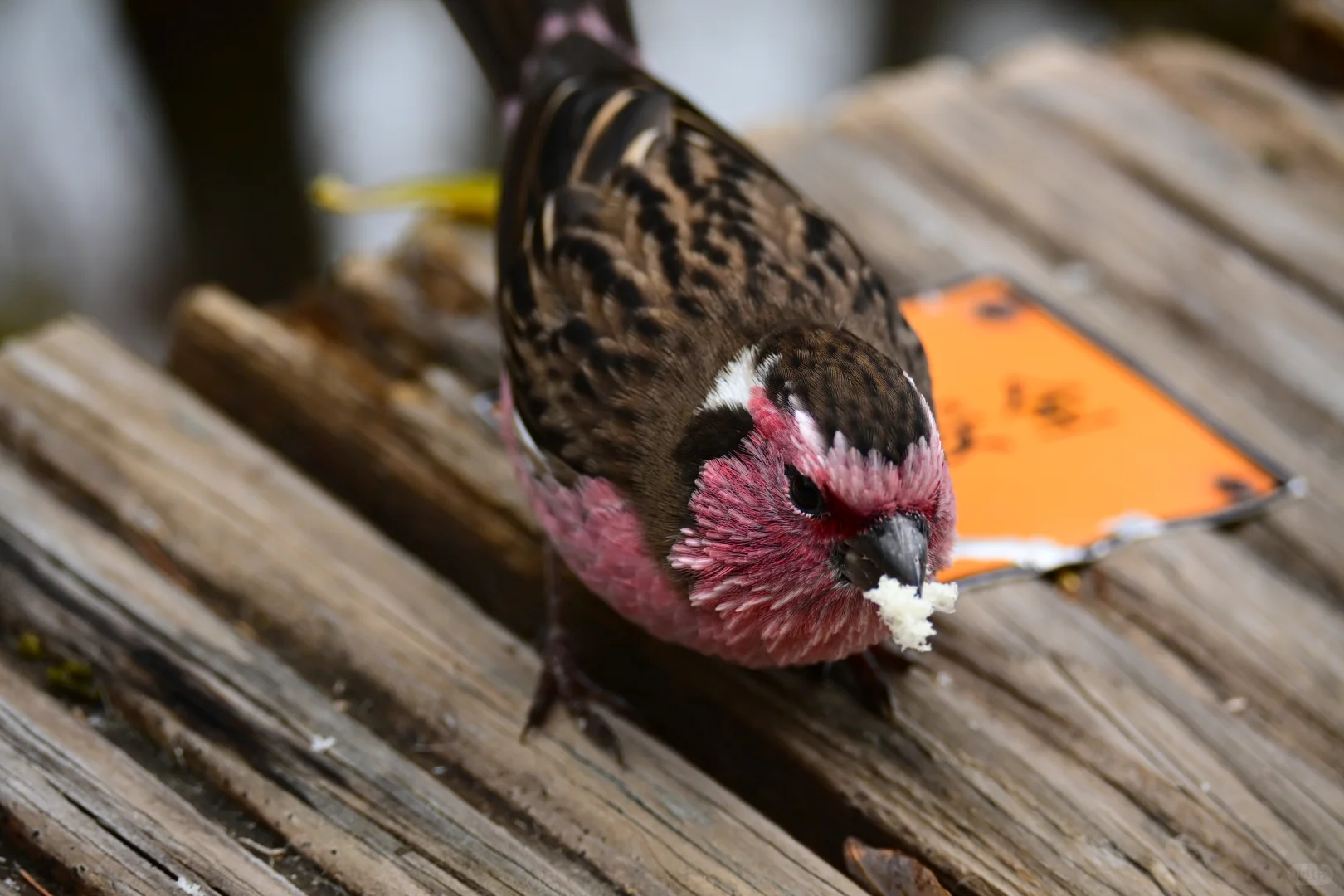 黄龙杜鹃林--也是打上鸟了
