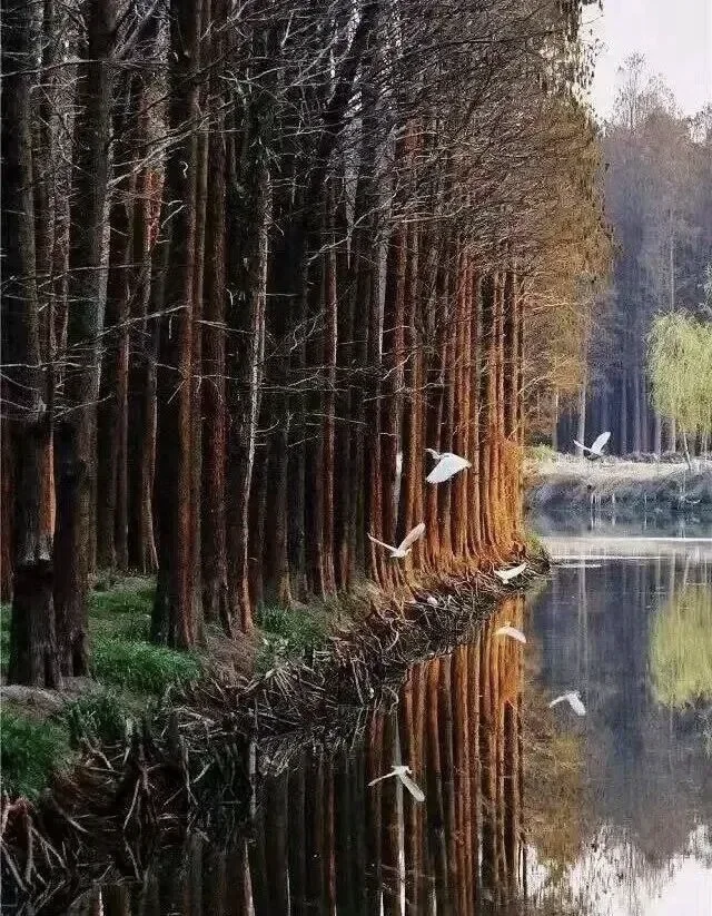 苏超冠军泰州文旅放大招❗️这些景区全免费