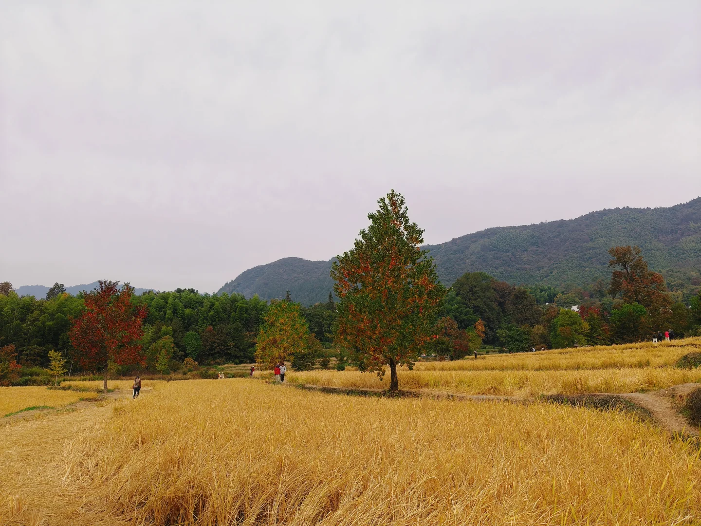 那什么跟塔川秋天比