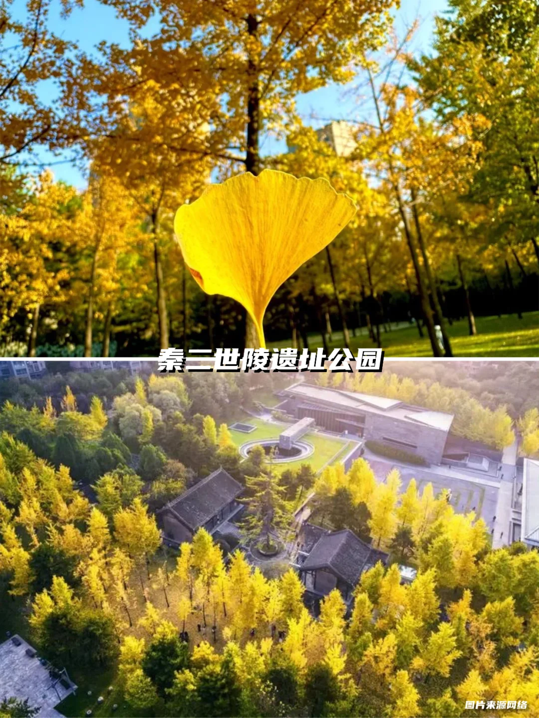 西安银杏天花板!这5️⃣个地方美到封神!