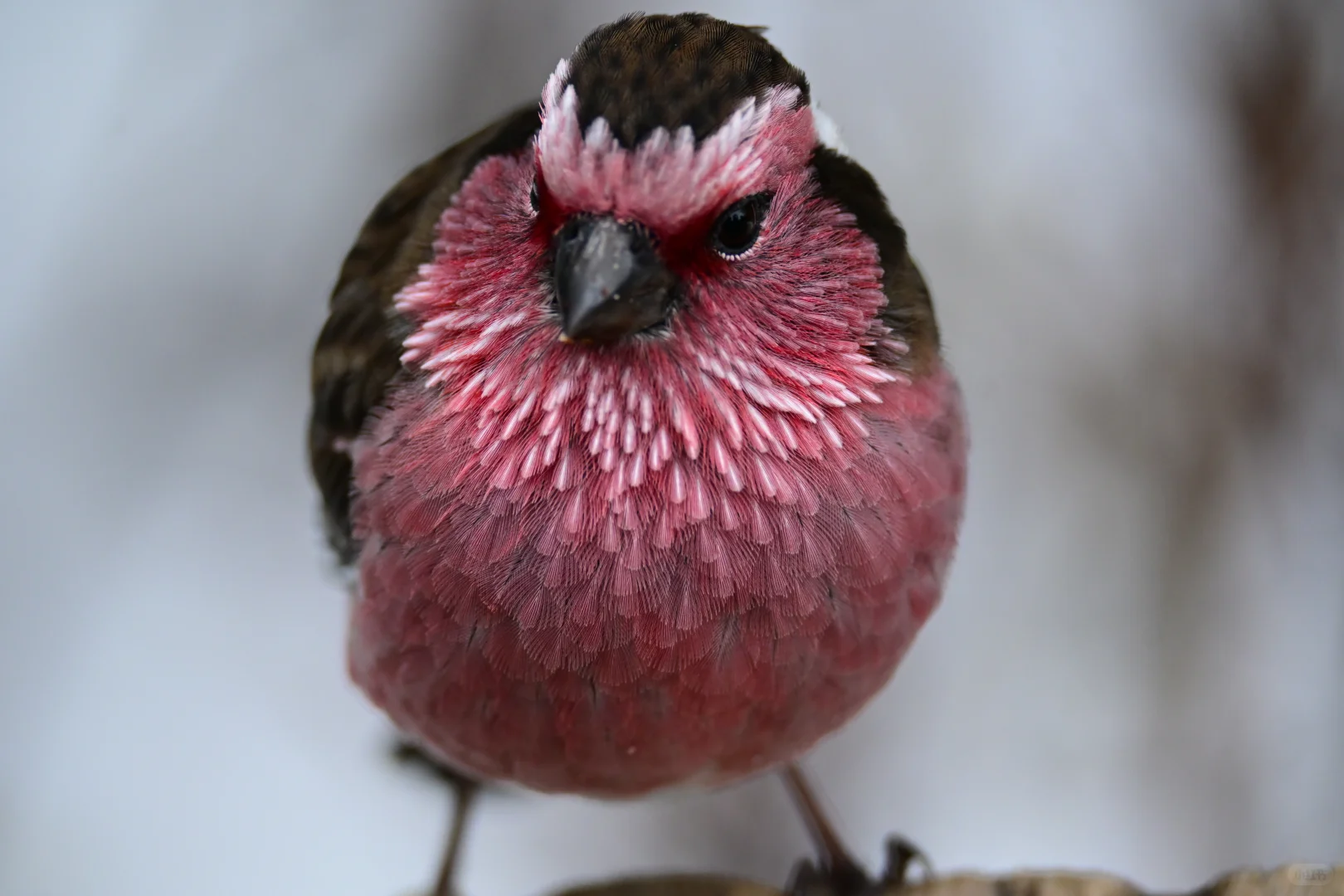 黄龙杜鹃林--也是打上鸟了