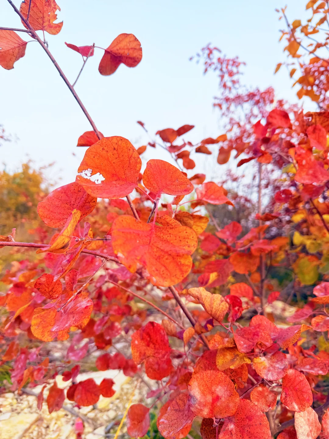 秋天来了，带孩子去爬山看红叶吧