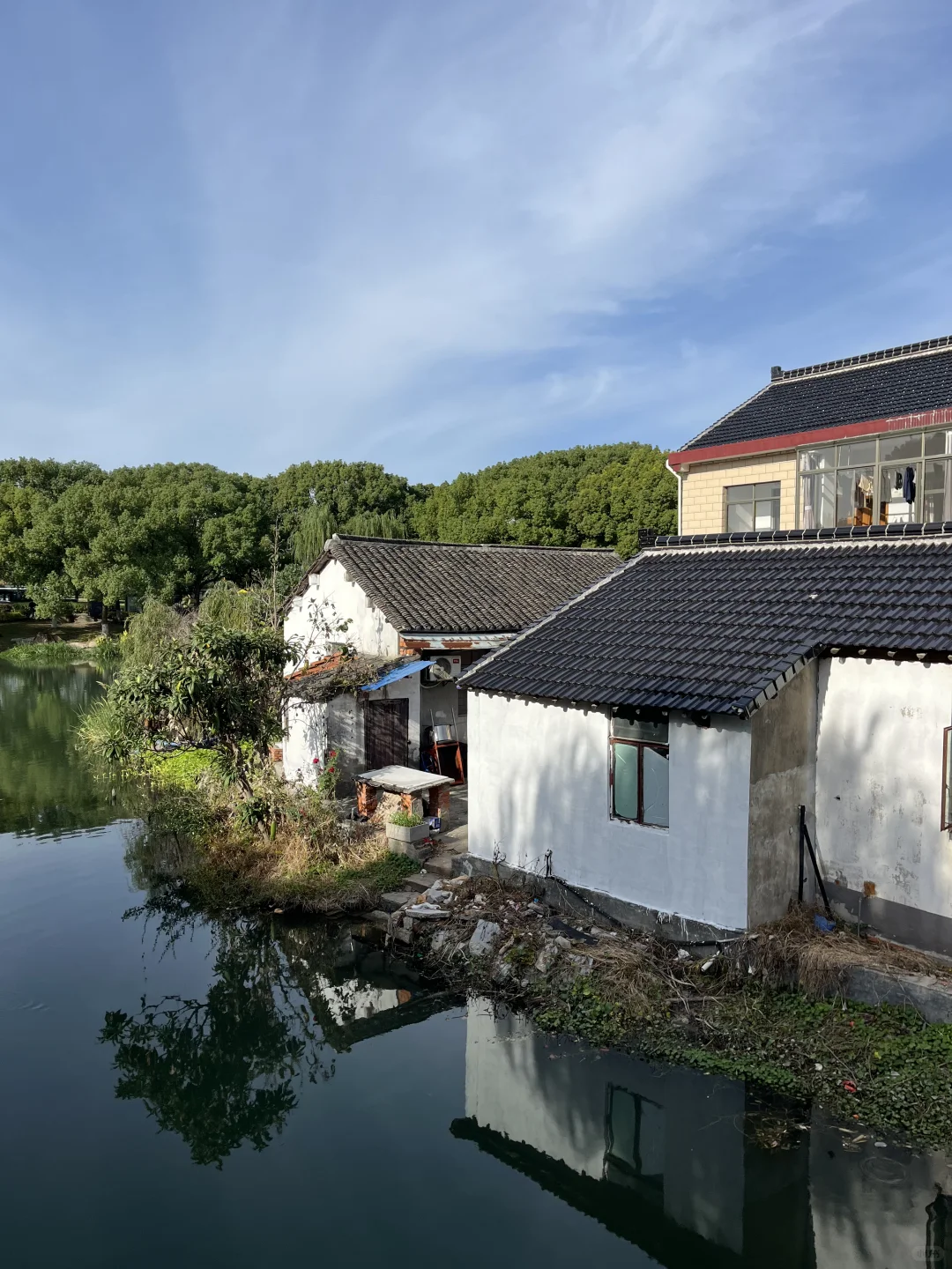 11月3日,在朱家角被桂花香腌入了味!