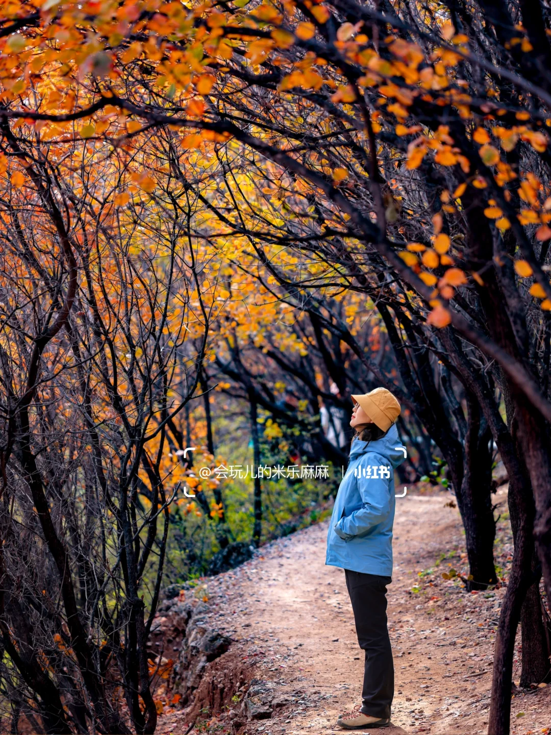 10.27北京五花山打翻调色盘!🎨老幼皆宜路线