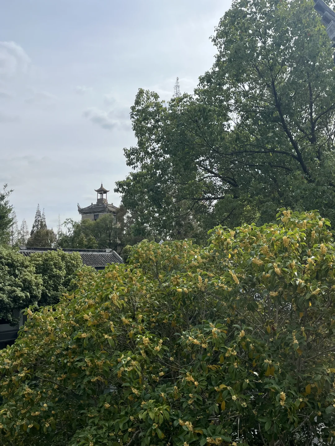 11月3日,在朱家角被桂花香腌入了味!