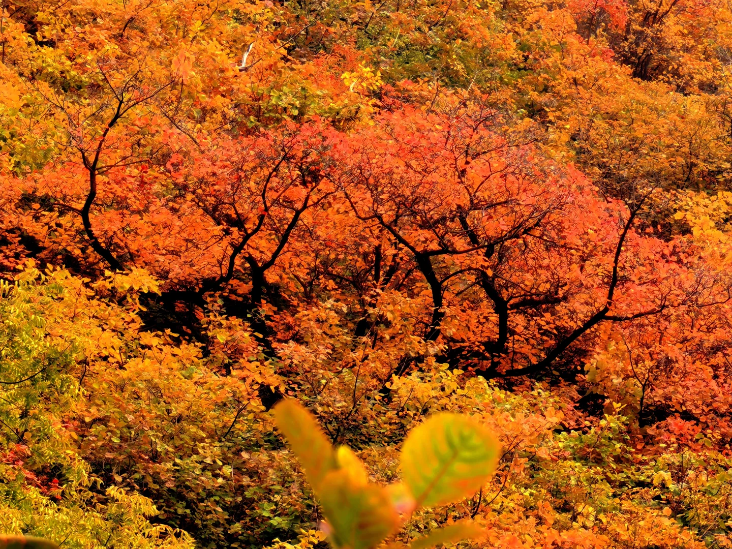 秋日佛照山赏红叶