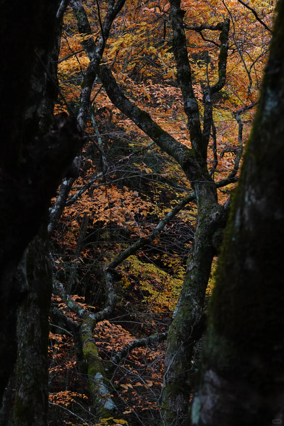 巴中的红叶真的太好拍了！