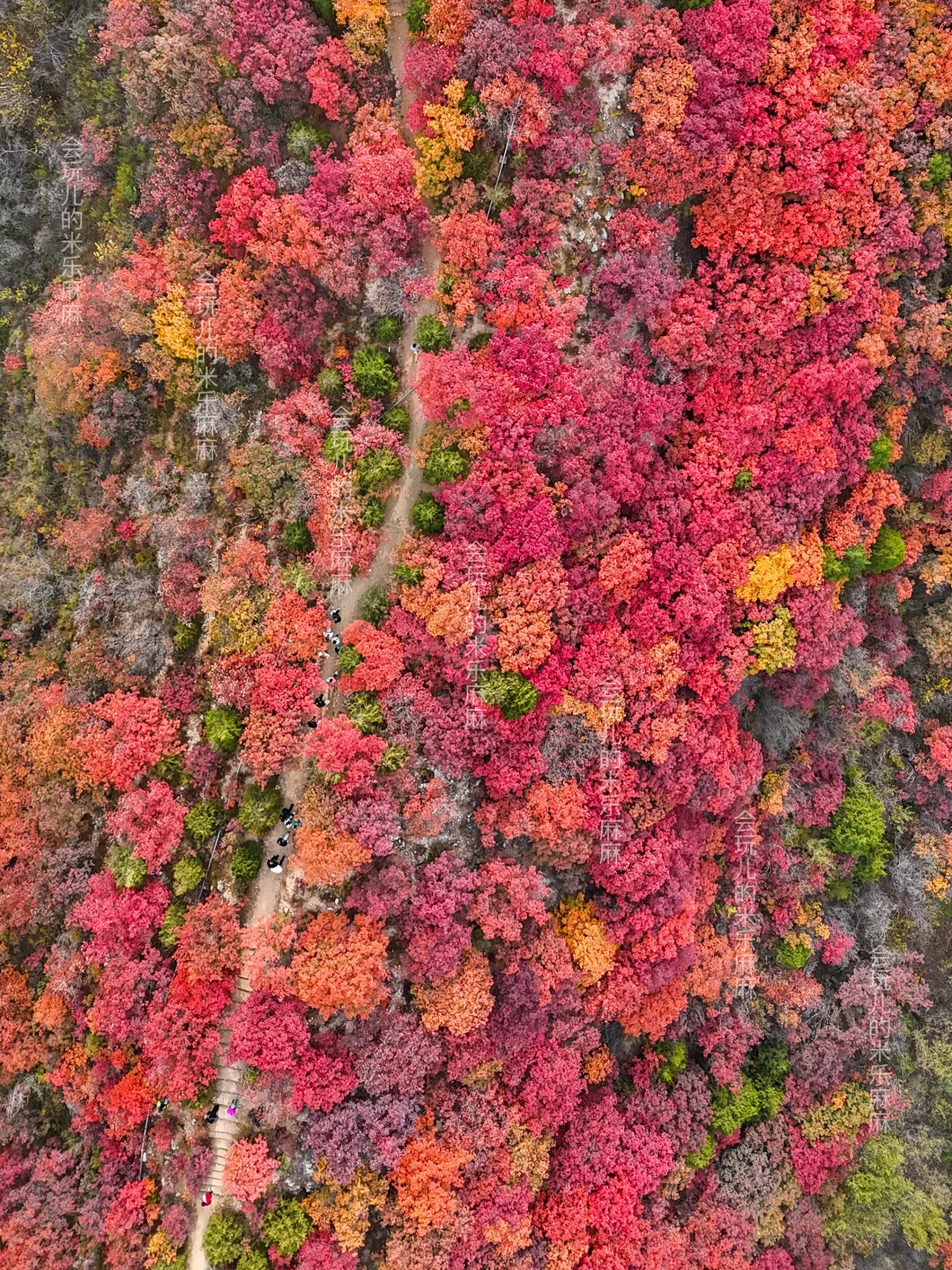 10.27北京五花山打翻调色盘!🎨老幼皆宜路线