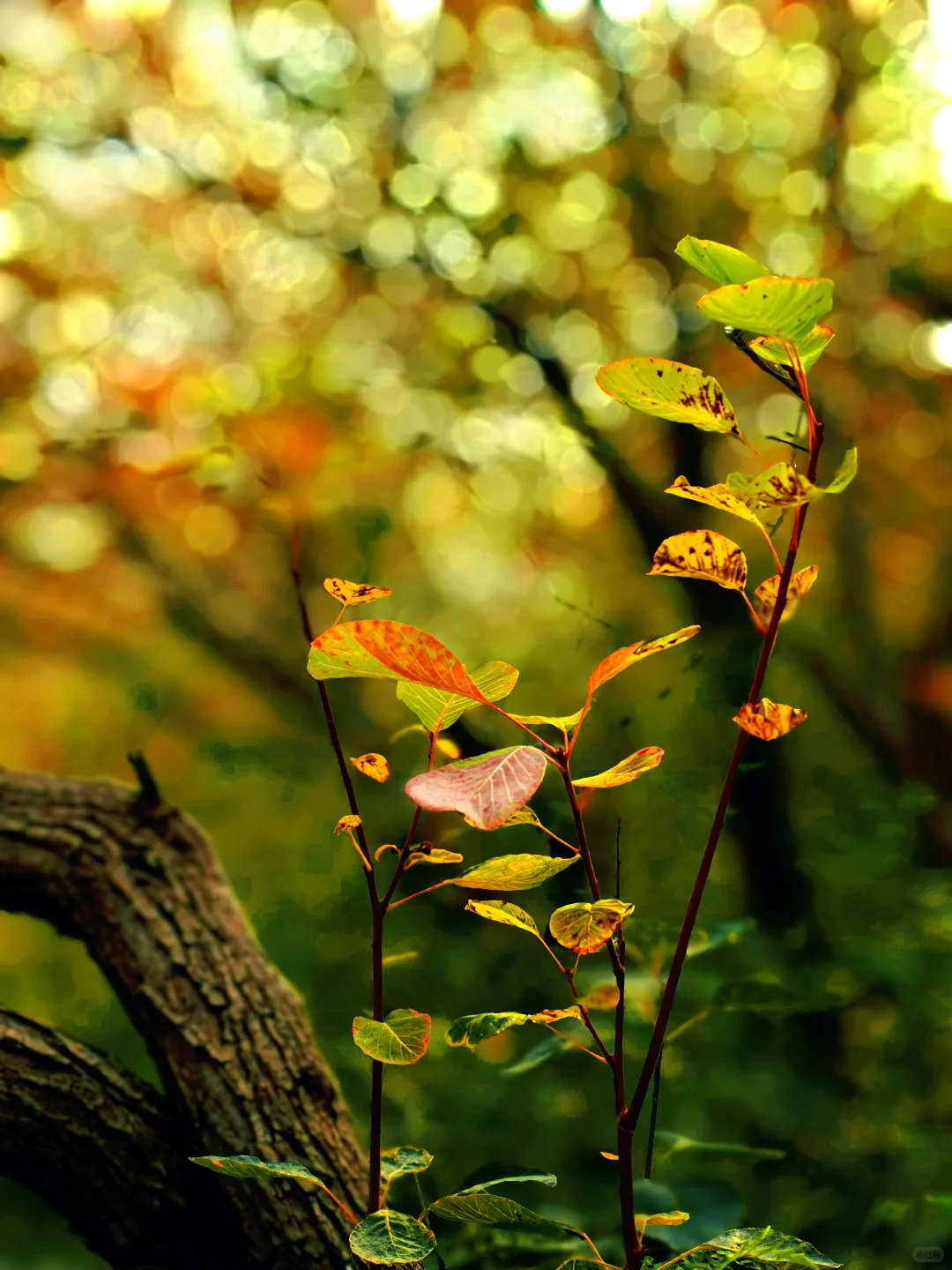 秋日佛照山赏红叶
