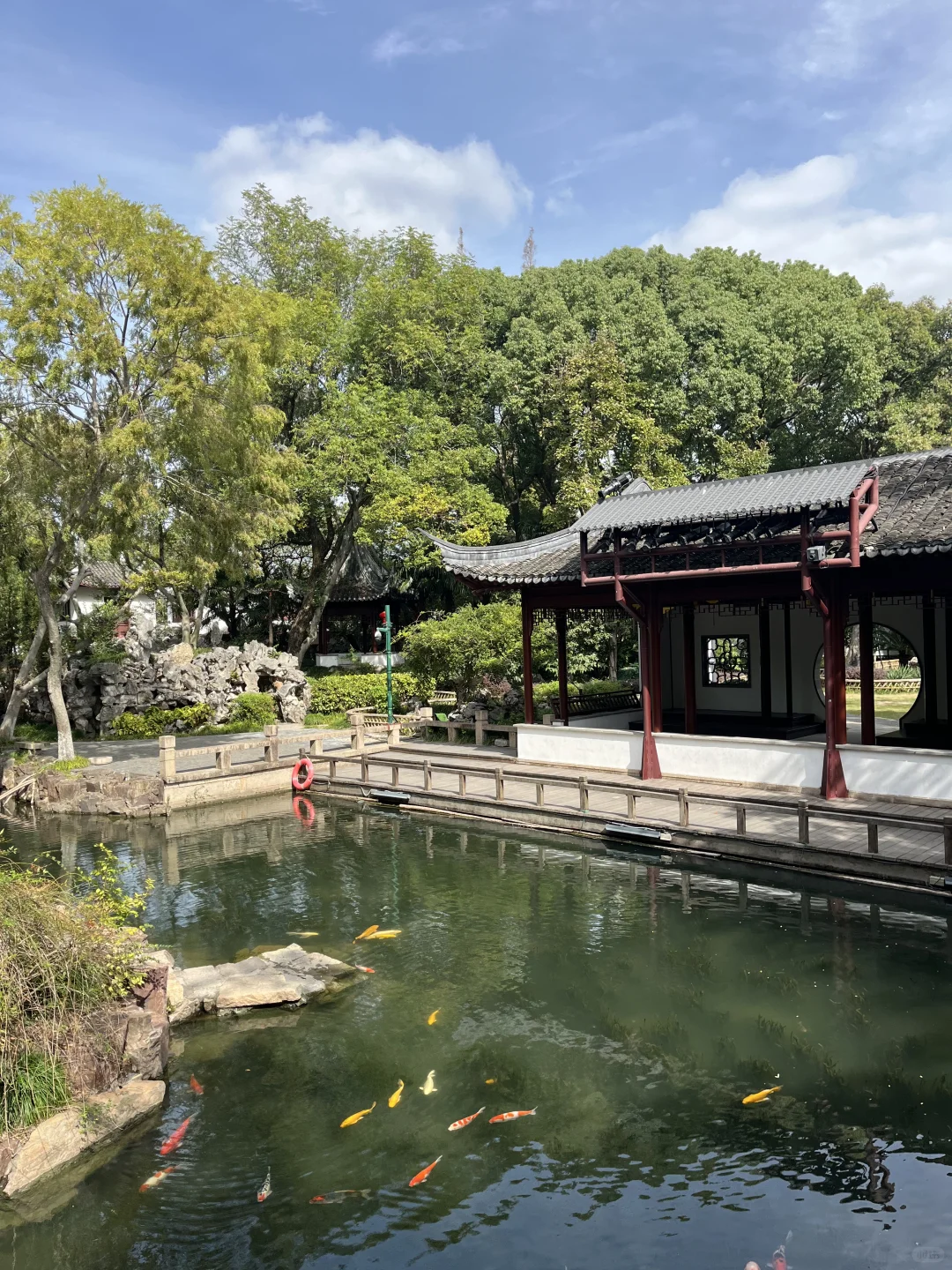 11月3日,在朱家角被桂花香腌入了味!