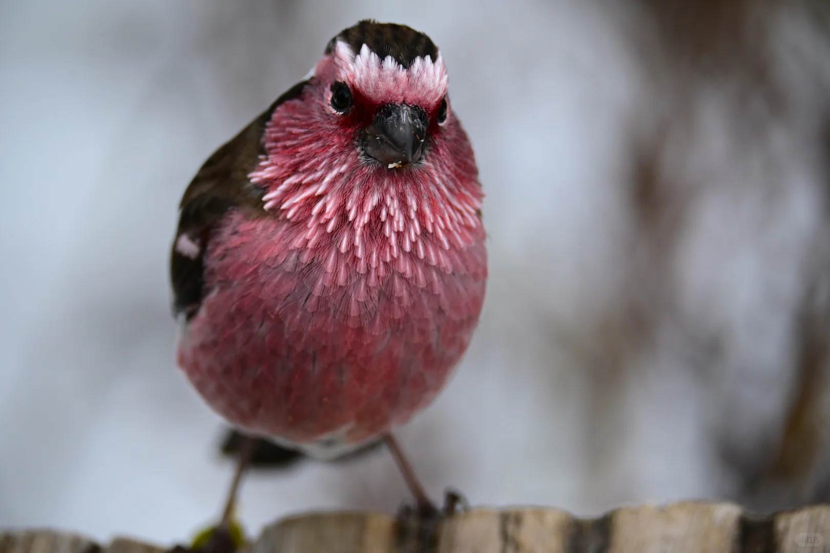 黄龙杜鹃林--也是打上鸟了