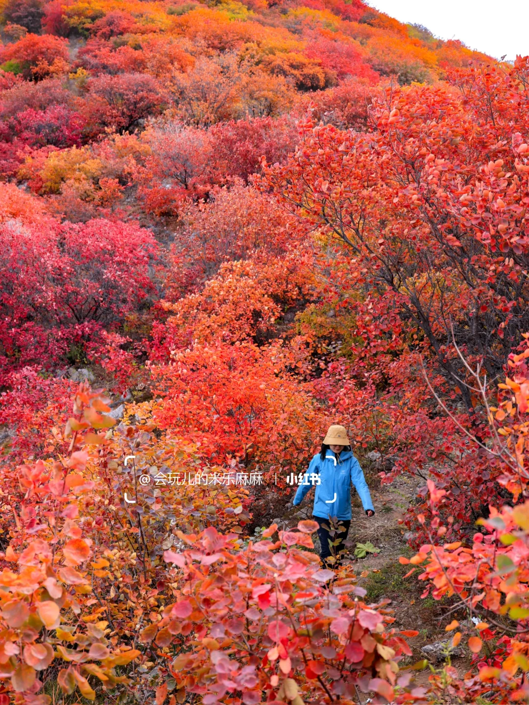 10.27北京五花山打翻调色盘!🎨老幼皆宜路线