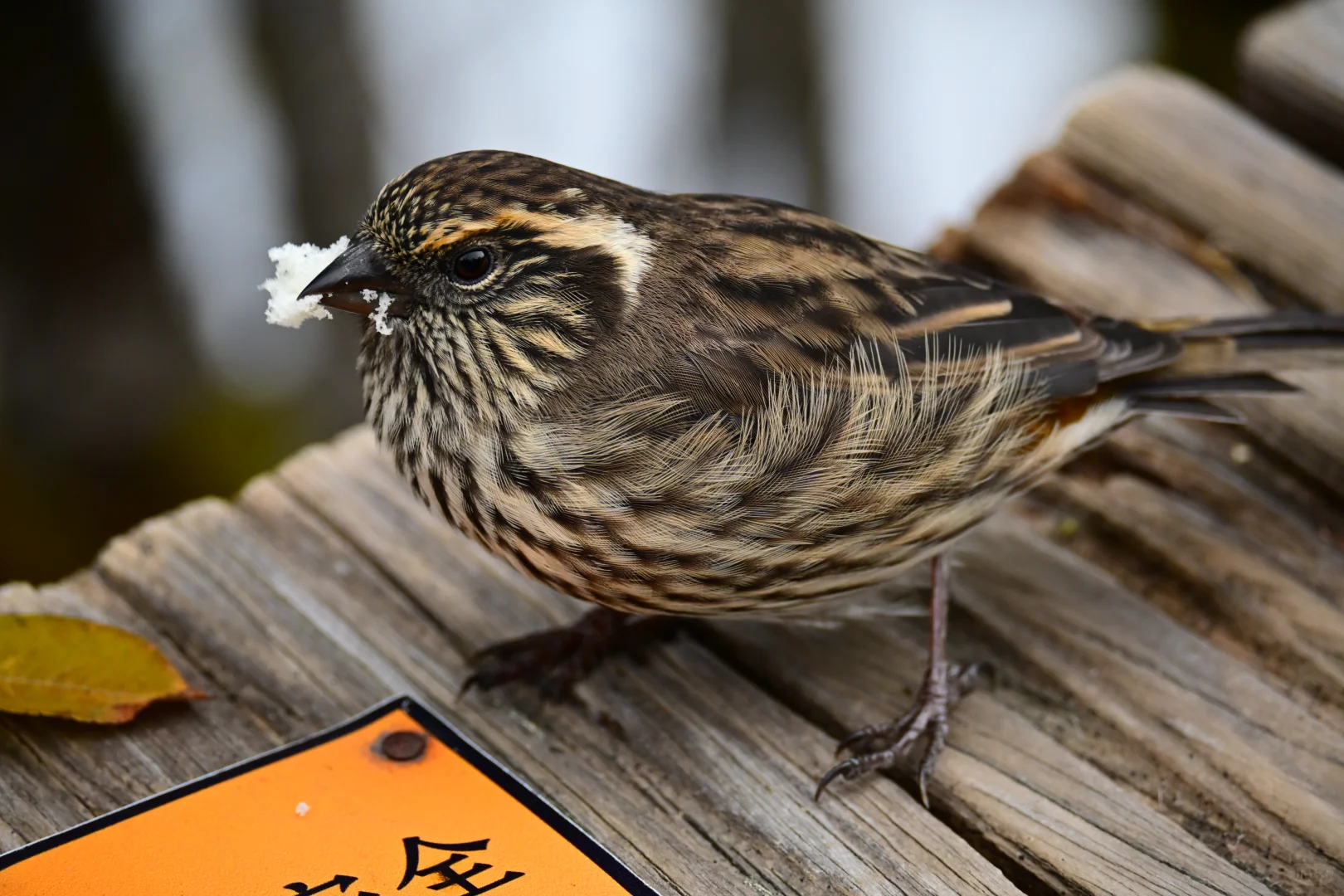 黄龙杜鹃林--也是打上鸟了
