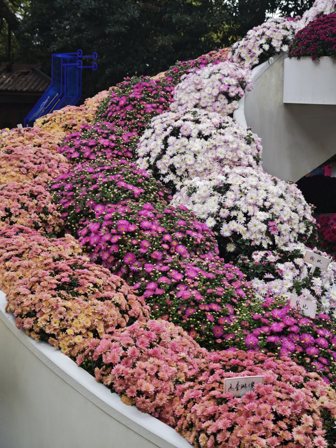 杭州植物园的菊花展,很美,再也不来了