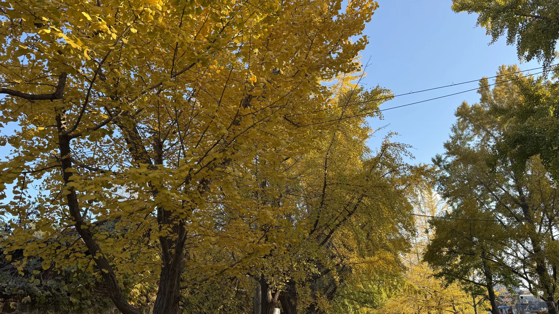 旅顺太阳沟拍银杏叶啦，11.2日实况