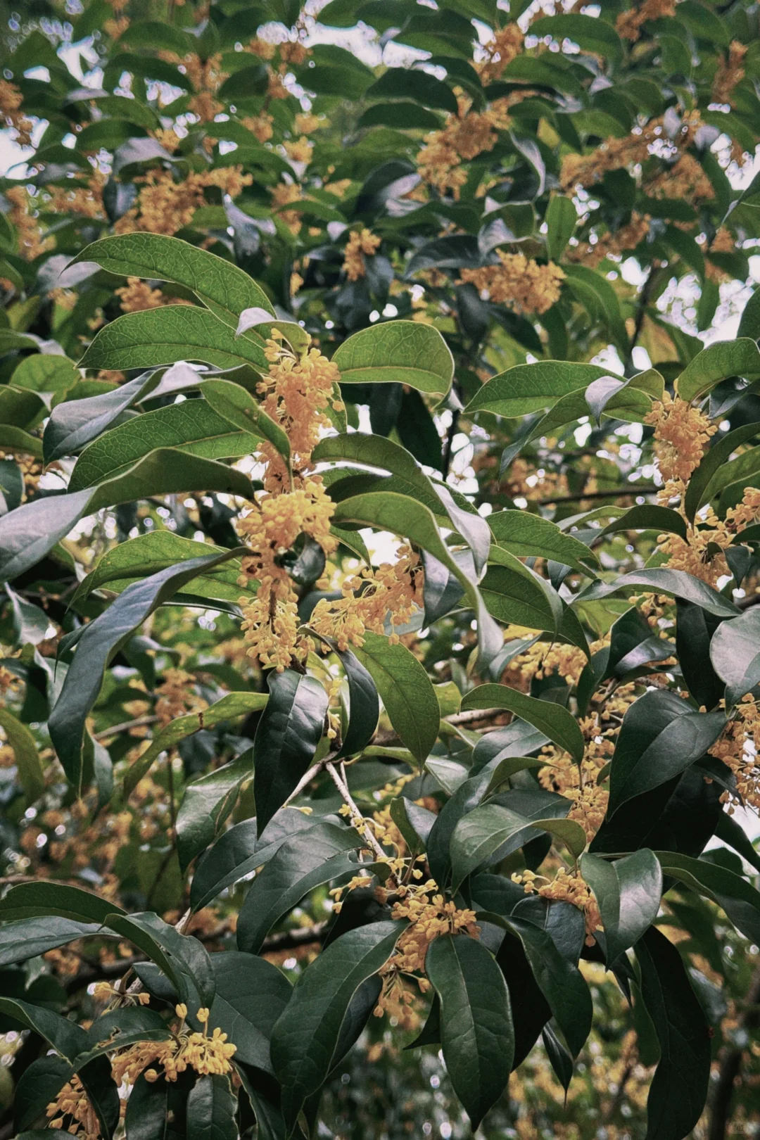 杭州周末景区遛娃｜避开人流赏桂