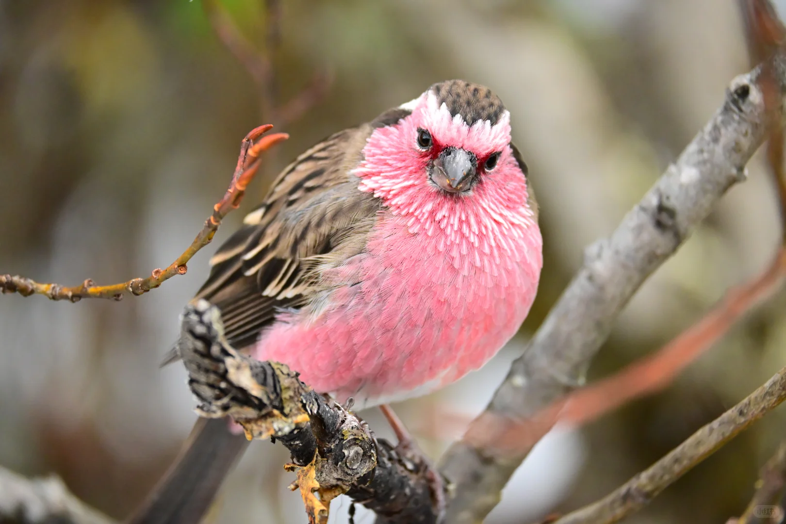 黄龙杜鹃林--也是打上鸟了