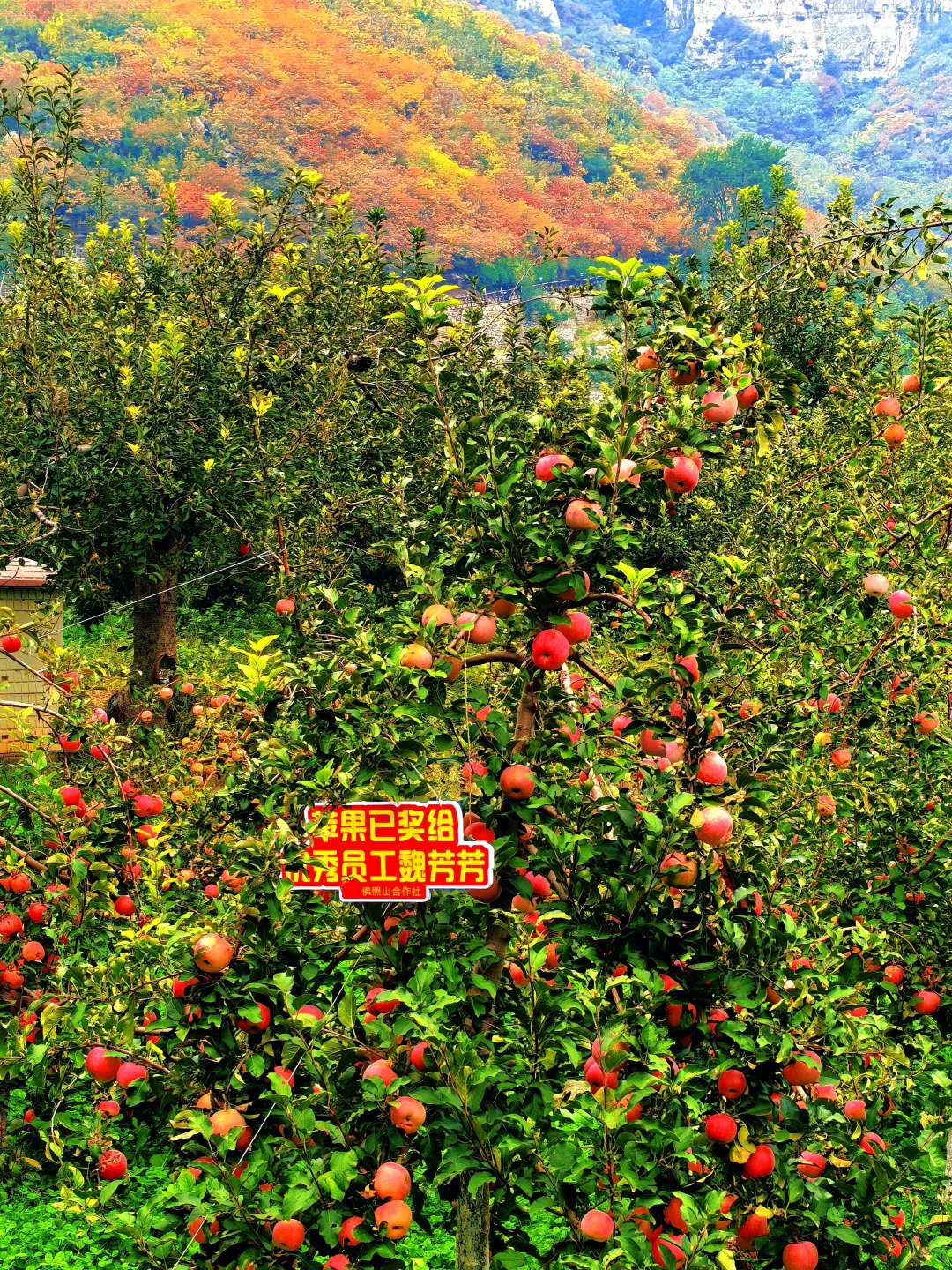 秋日佛照山赏红叶