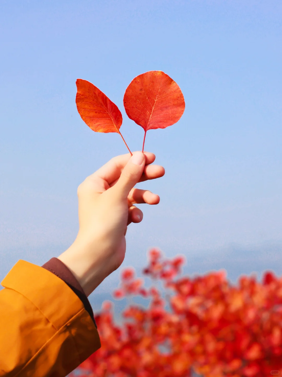 北京30分钟登顶‼️无痛赏红叶🍁公交直达