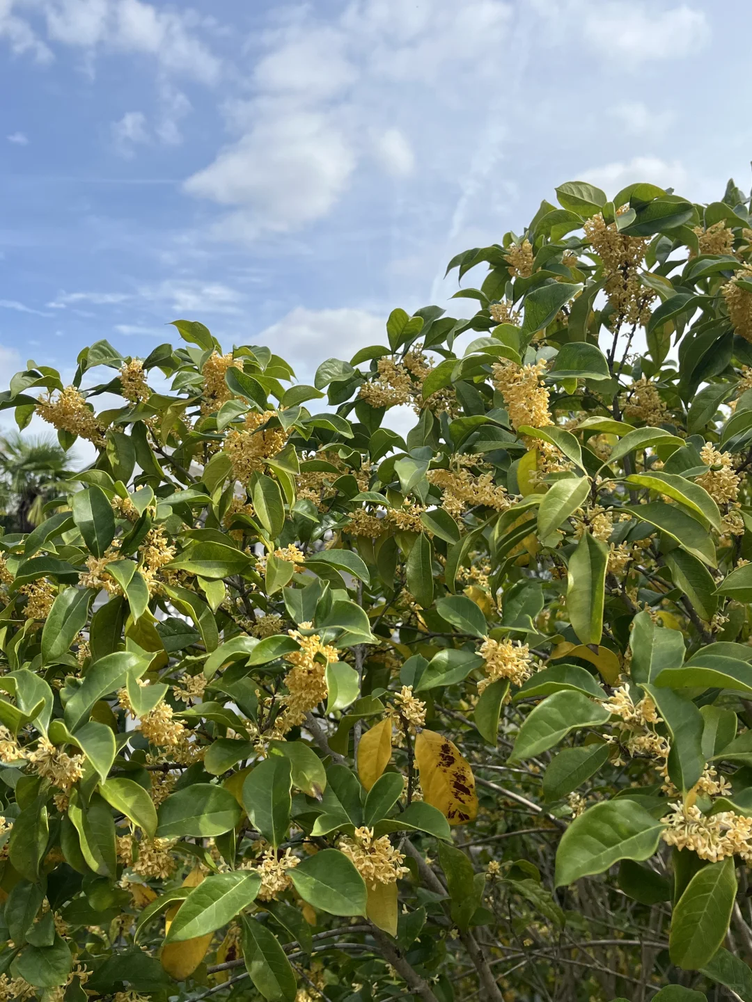 11月3日,在朱家角被桂花香腌入了味!