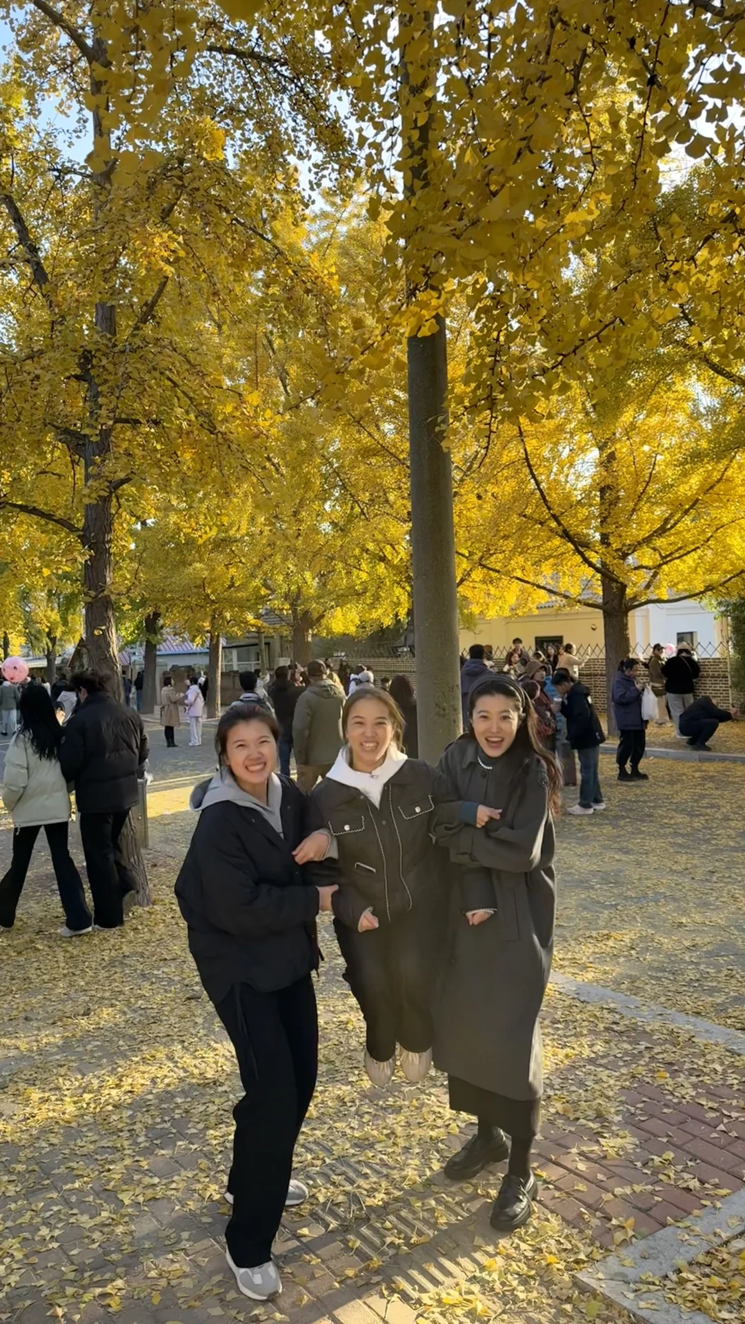 旅顺太阳沟拍银杏叶啦，11.2日实况