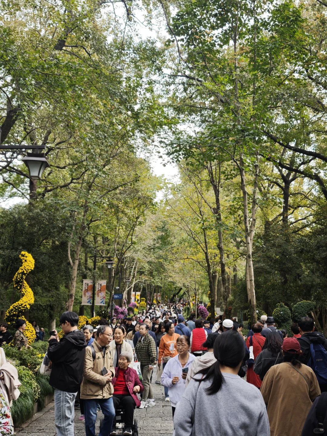 杭州植物园的菊花展,很美,再也不来了