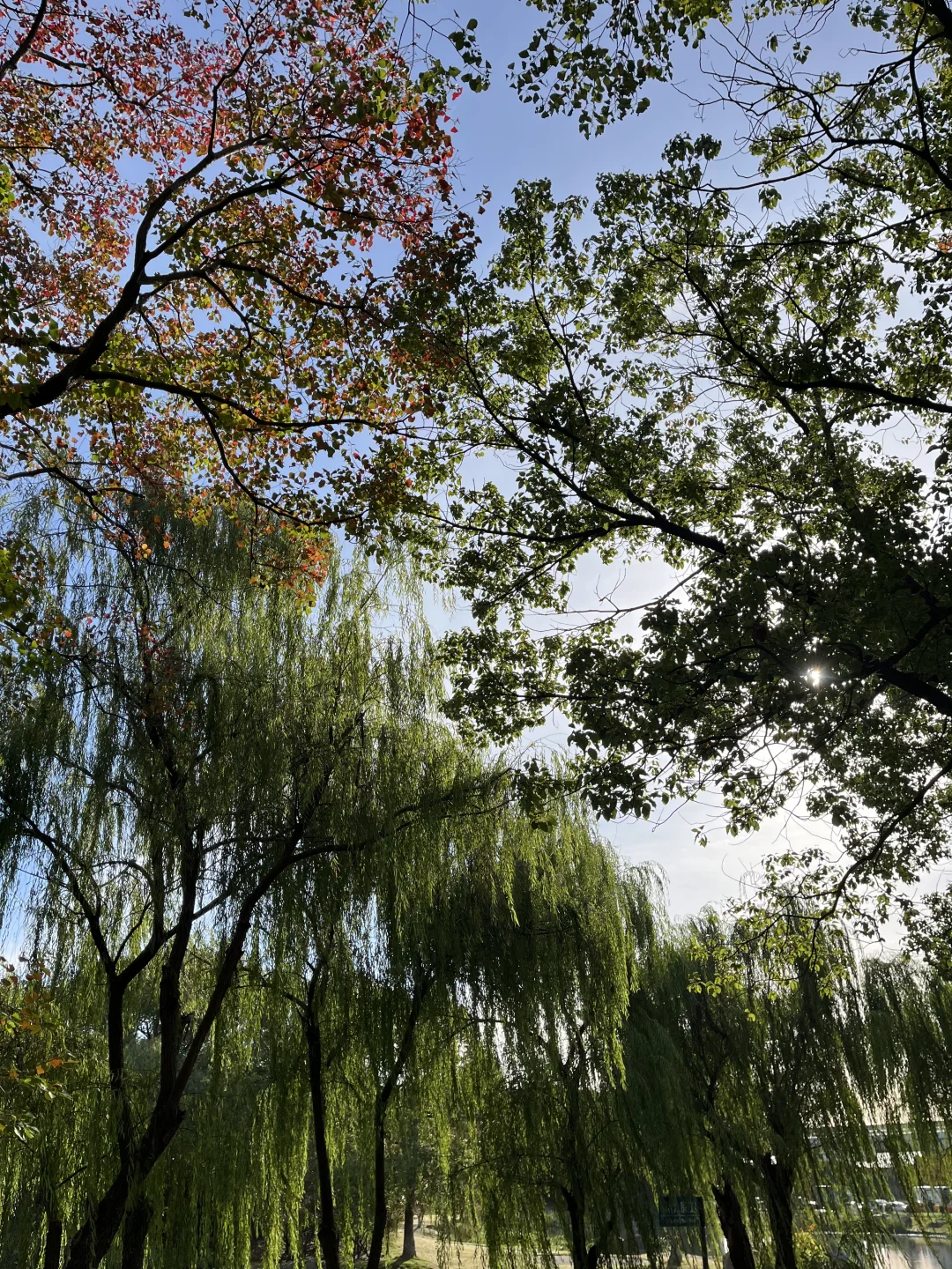 11月3日,在朱家角被桂花香腌入了味!