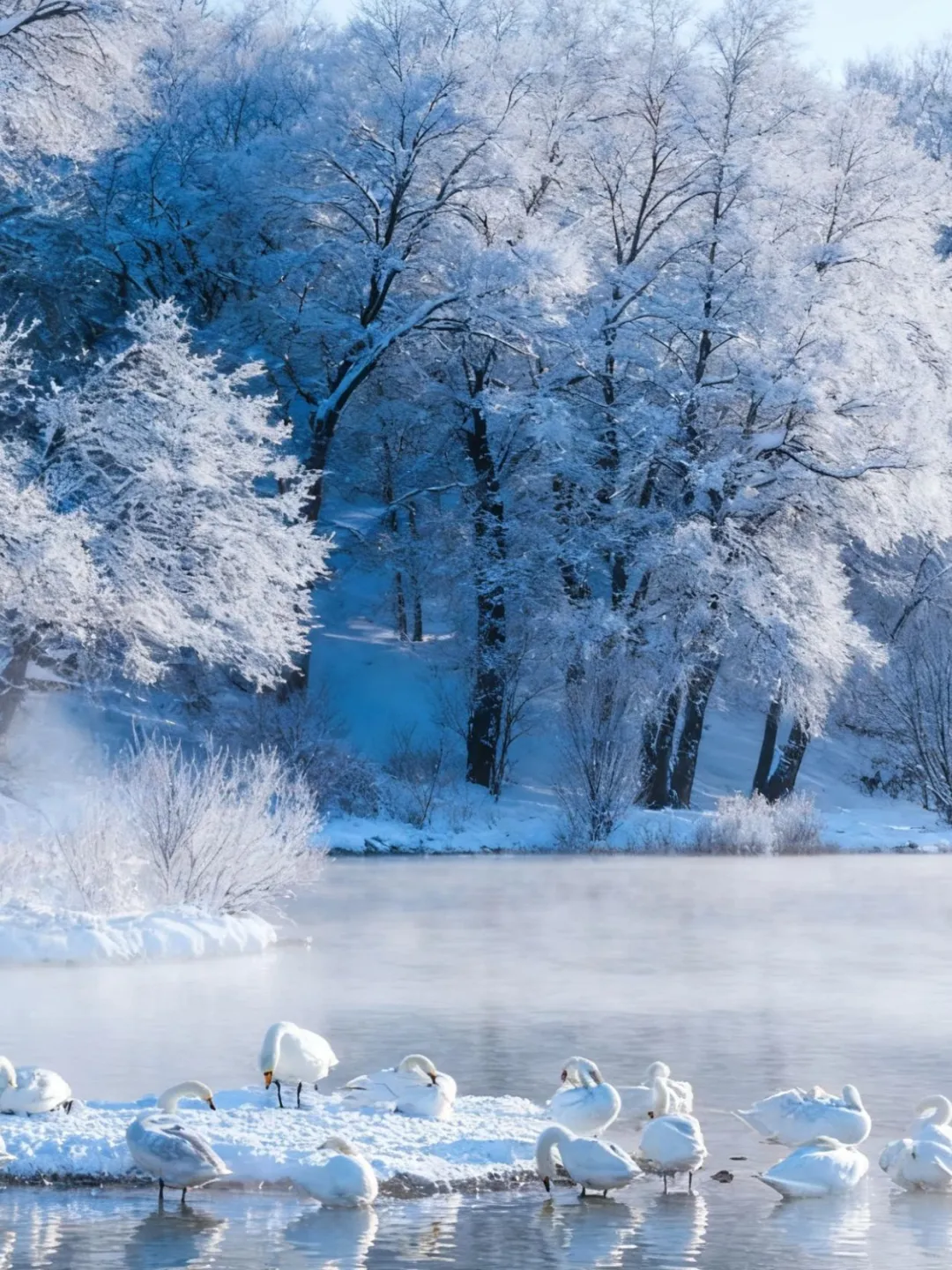 3K带你闯入冬日童话世界❄️伊犁雪国梦境