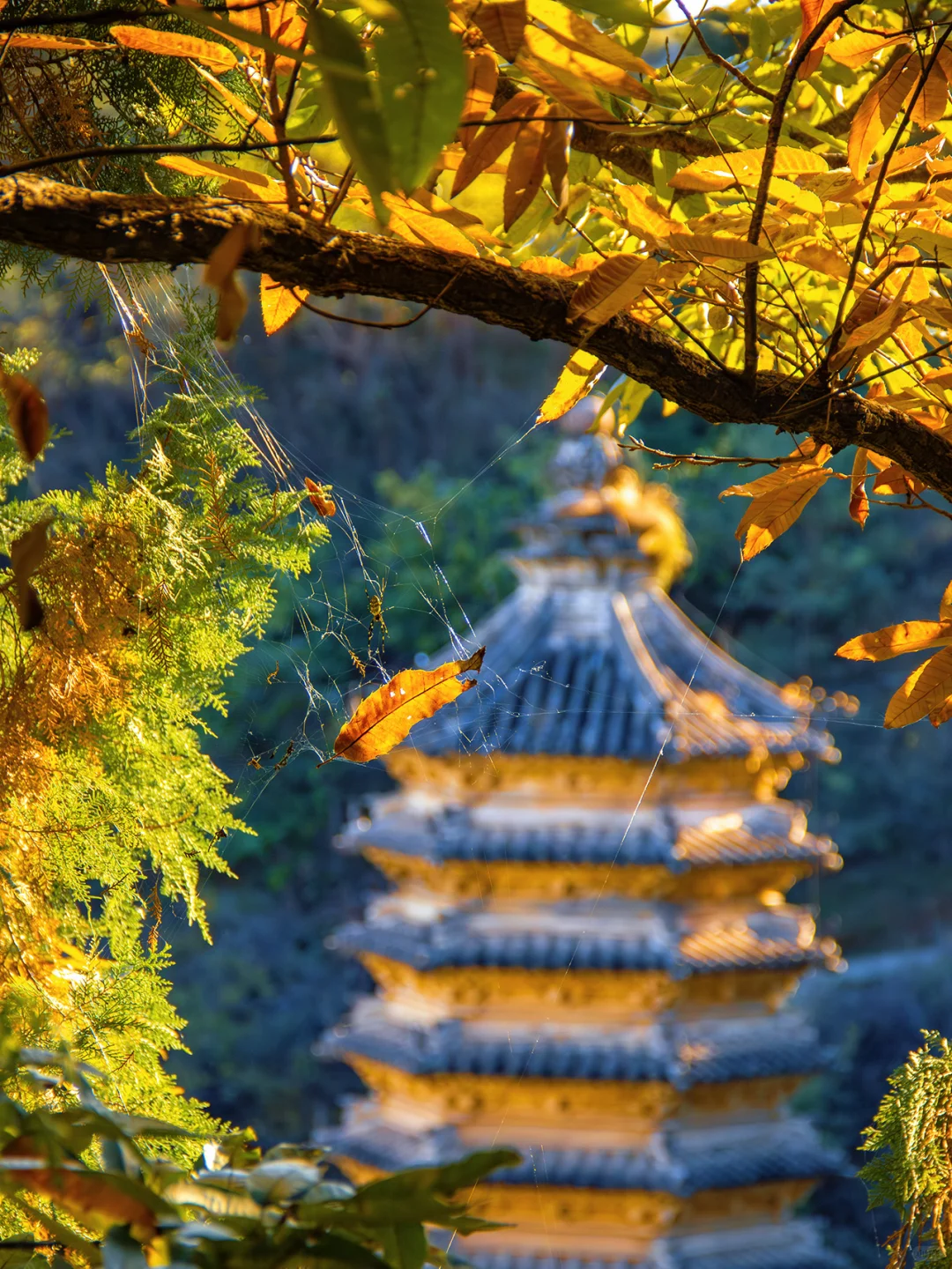 京郊1h🚗被严重低估的小众赏秋秘境