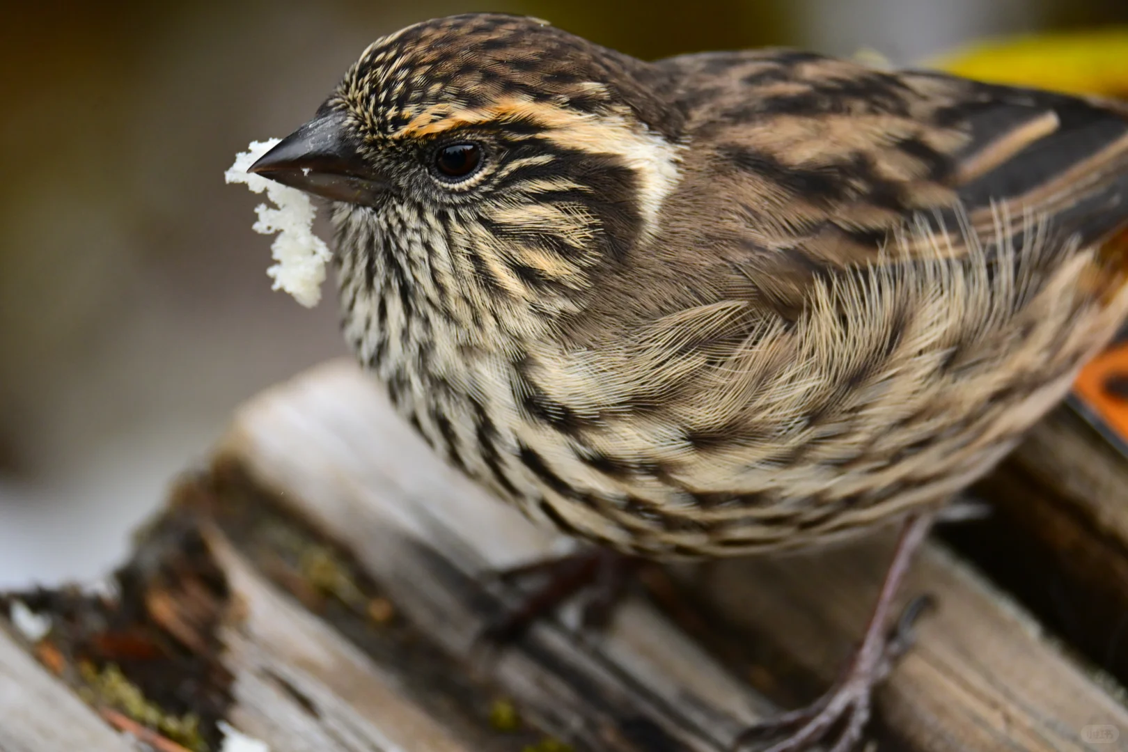 黄龙杜鹃林--也是打上鸟了