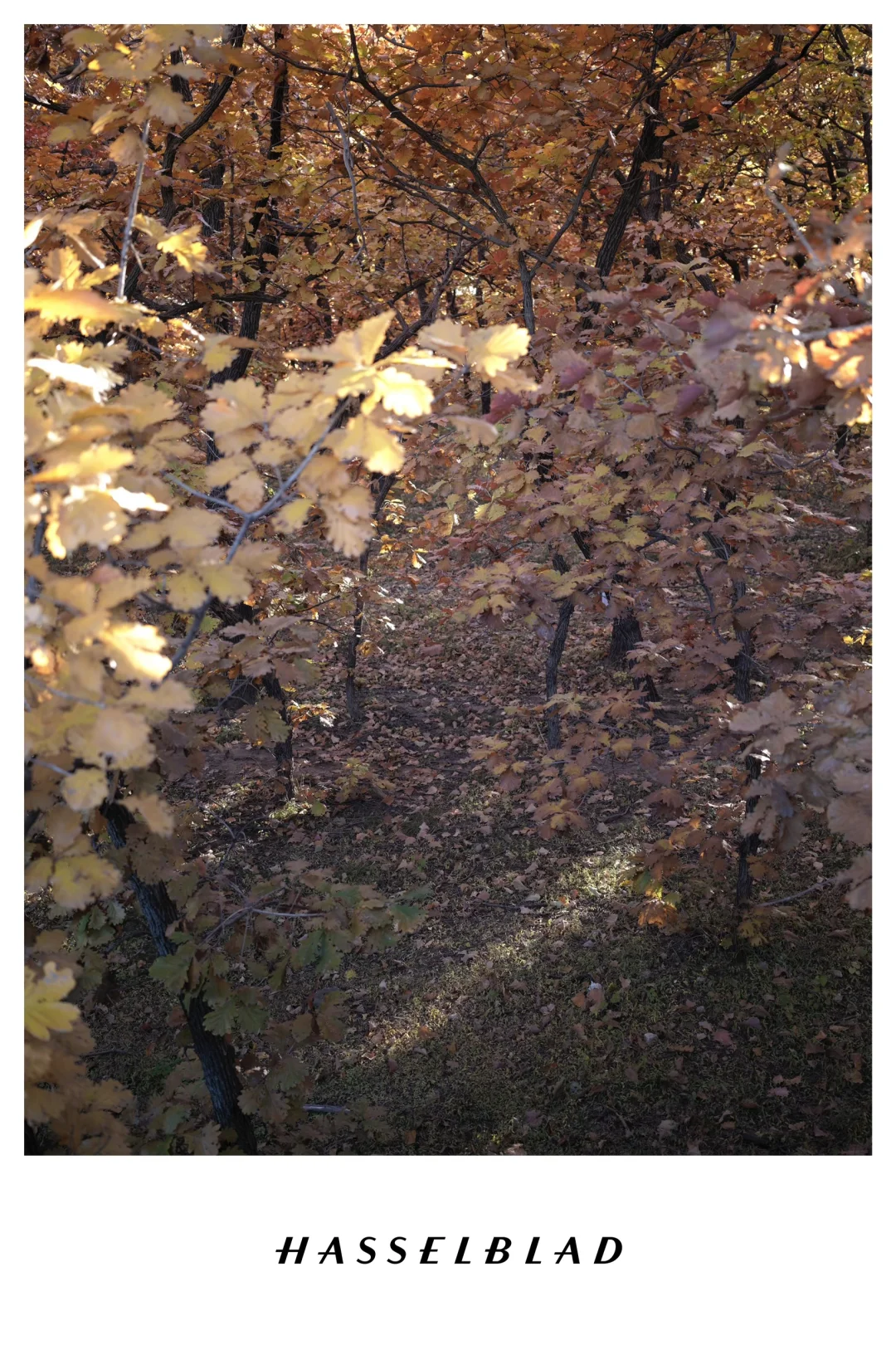 打卡北京十三陵最美的秋天