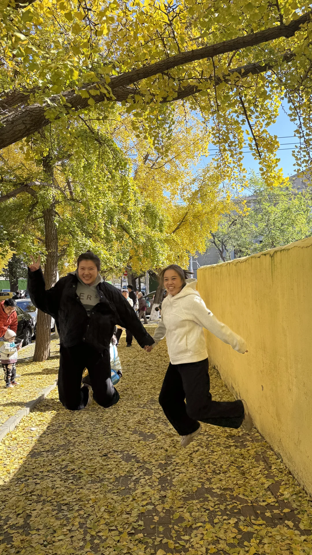 旅顺太阳沟拍银杏叶啦，11.2日实况