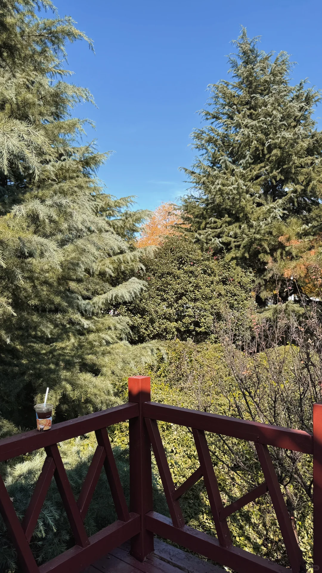 抓住枫叶🍁的尾巴|潍坊浞河公园