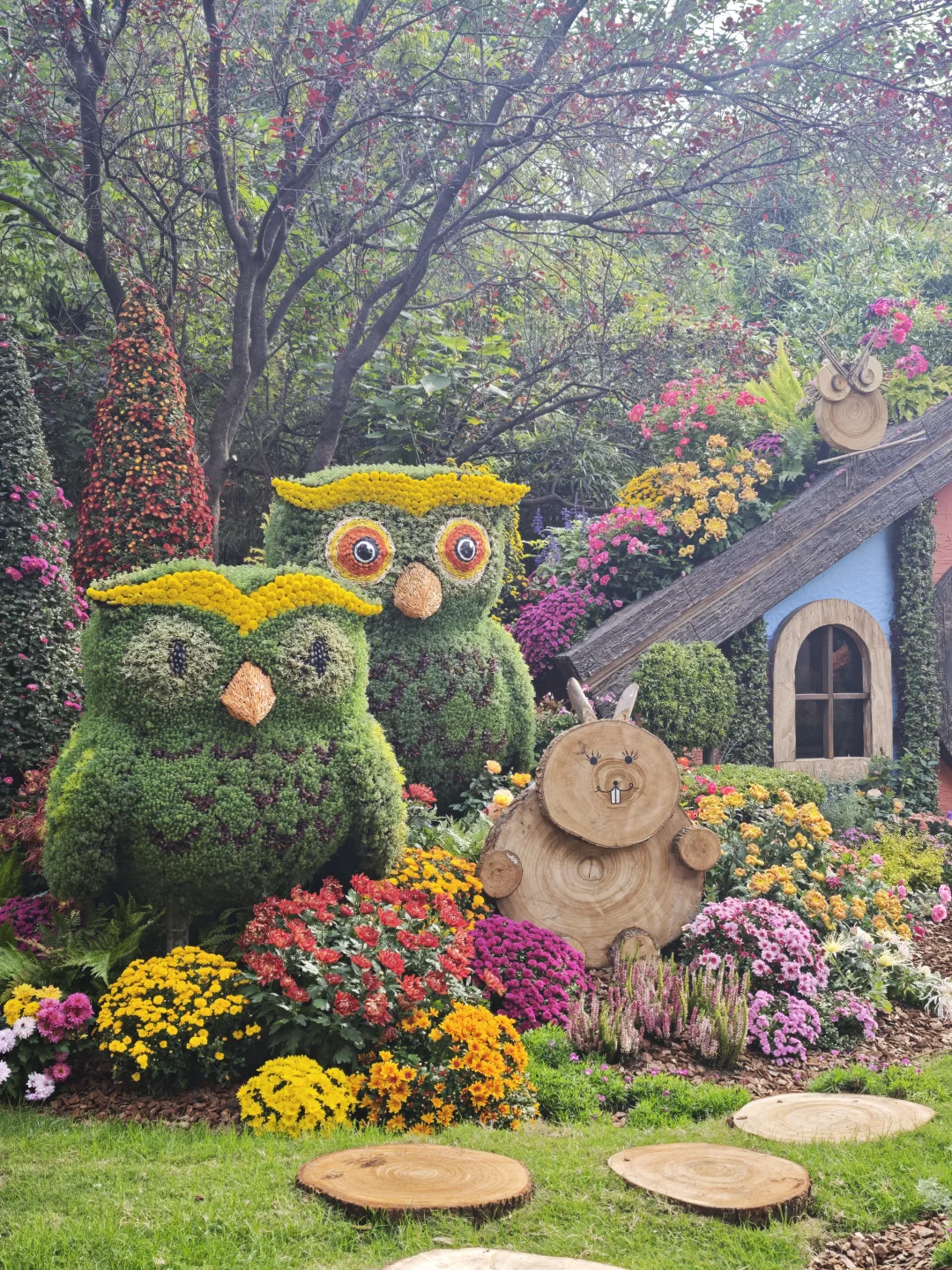 杭州植物园的菊花展,很美,再也不来了