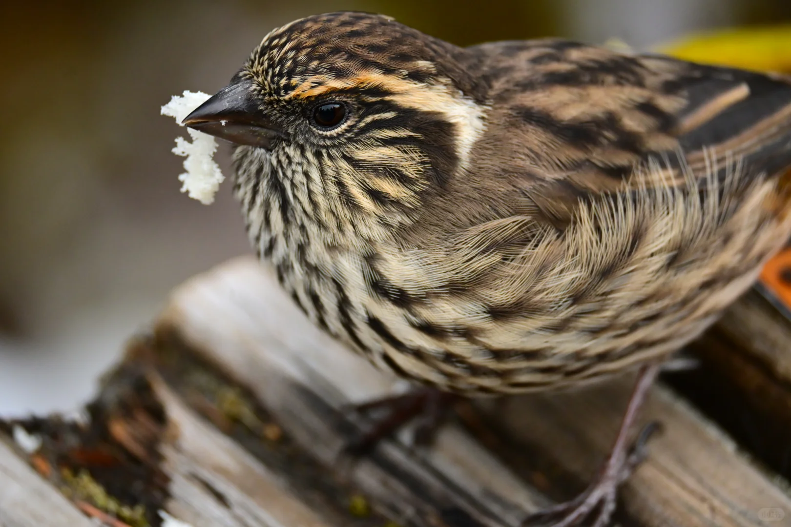 黄龙杜鹃林--也是打上鸟了