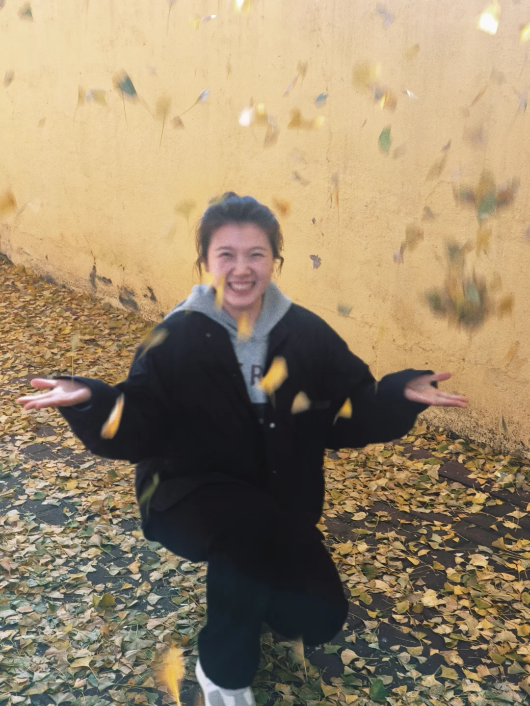 旅顺太阳沟拍银杏叶啦，11.2日实况