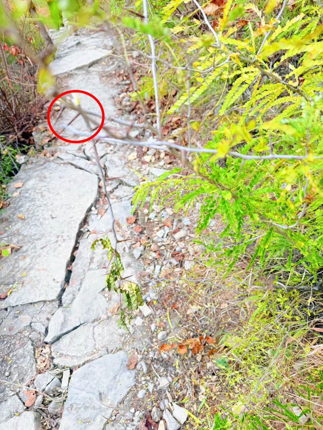 秋天来了，带孩子去爬山看红叶吧