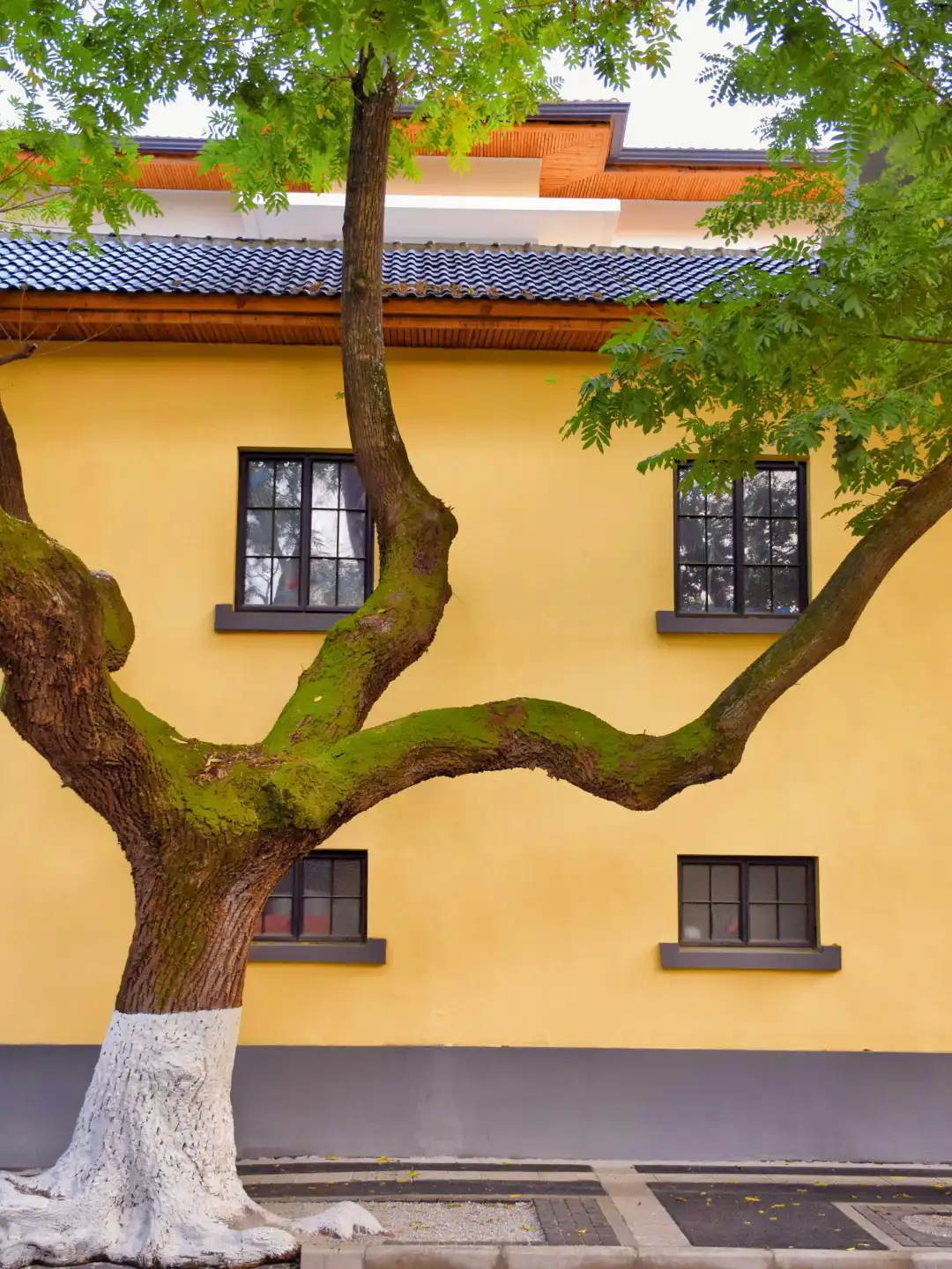 已经开始期待南京封神级别的秋天了🍂🍂