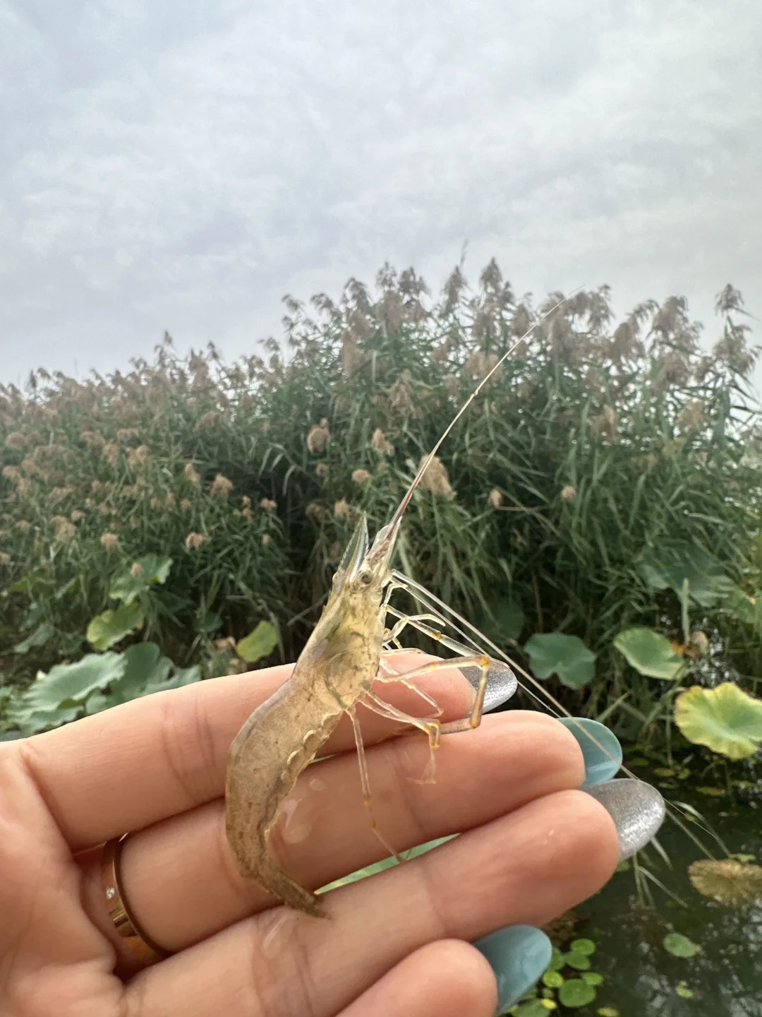 去白洋淀划船吧，风一吹，连烦恼都散了！