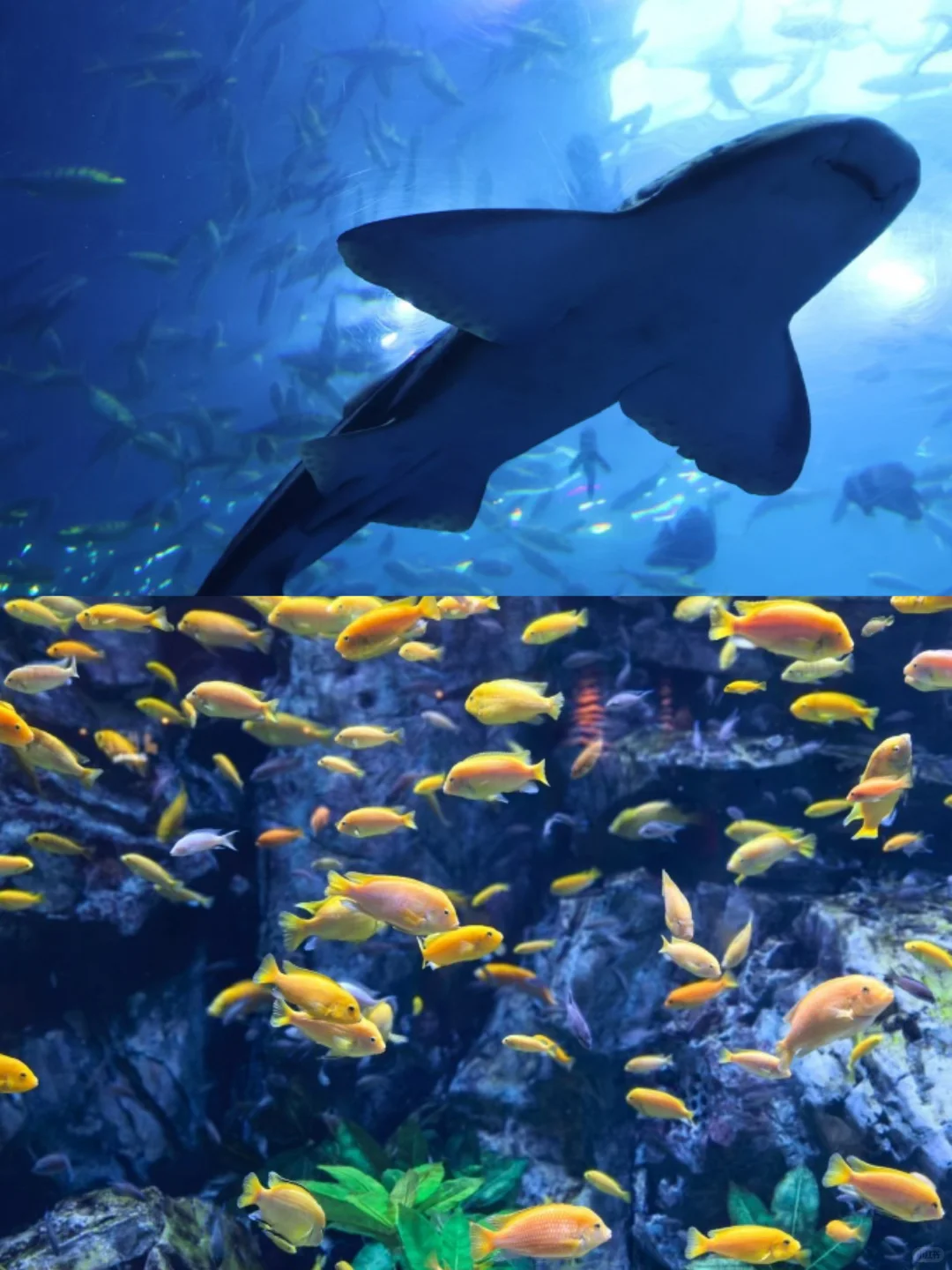 🔥2025蕞全珠海长隆双园攻略｜直接抄作业💯