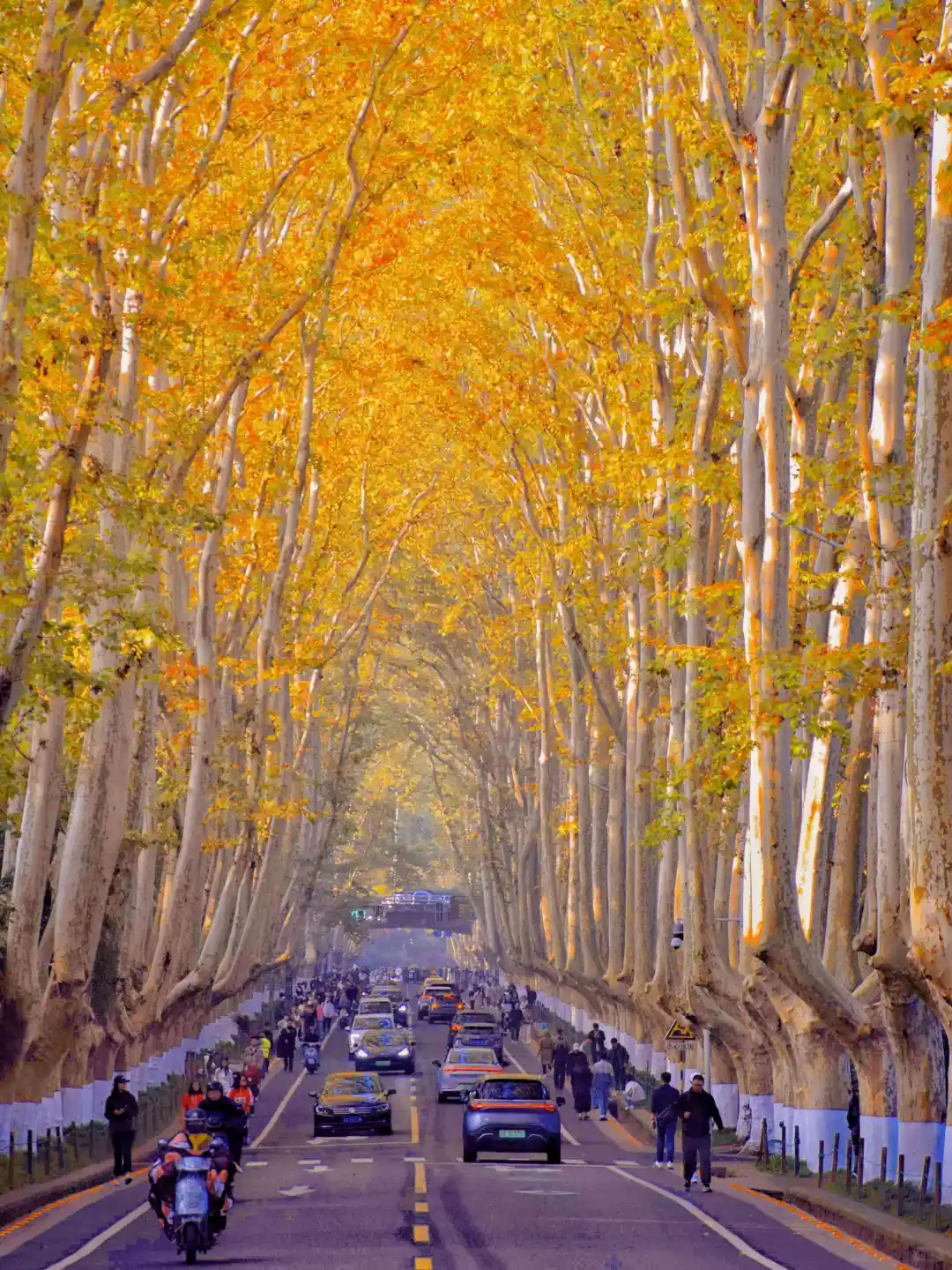 已经开始期待南京封神级别的秋天了🍂🍂