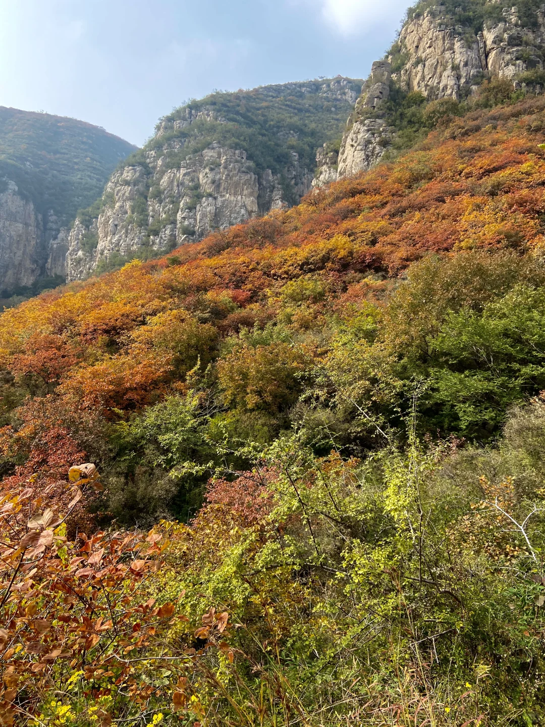 佛照山10.26红叶